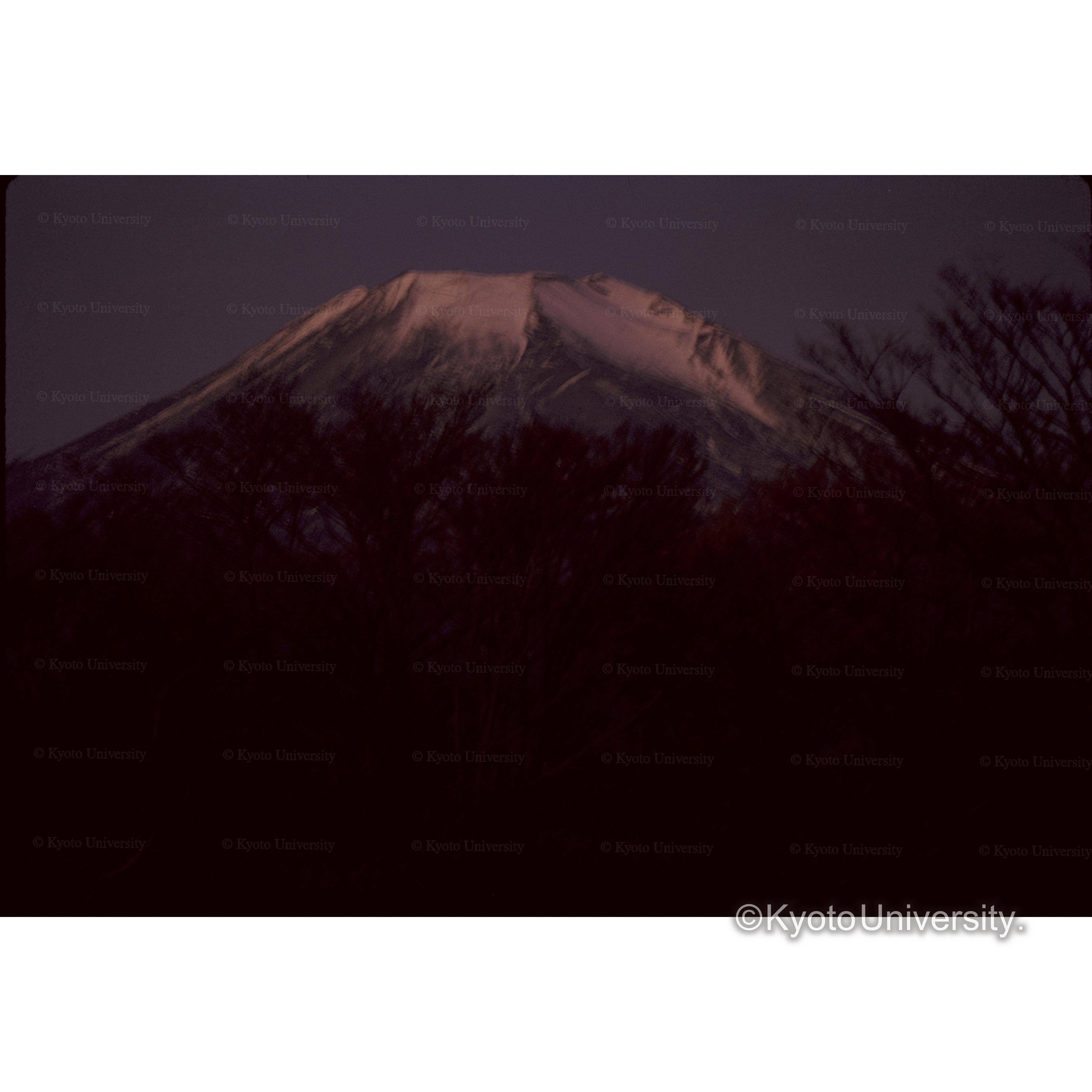 アケボノ(山中湖にて) (1)