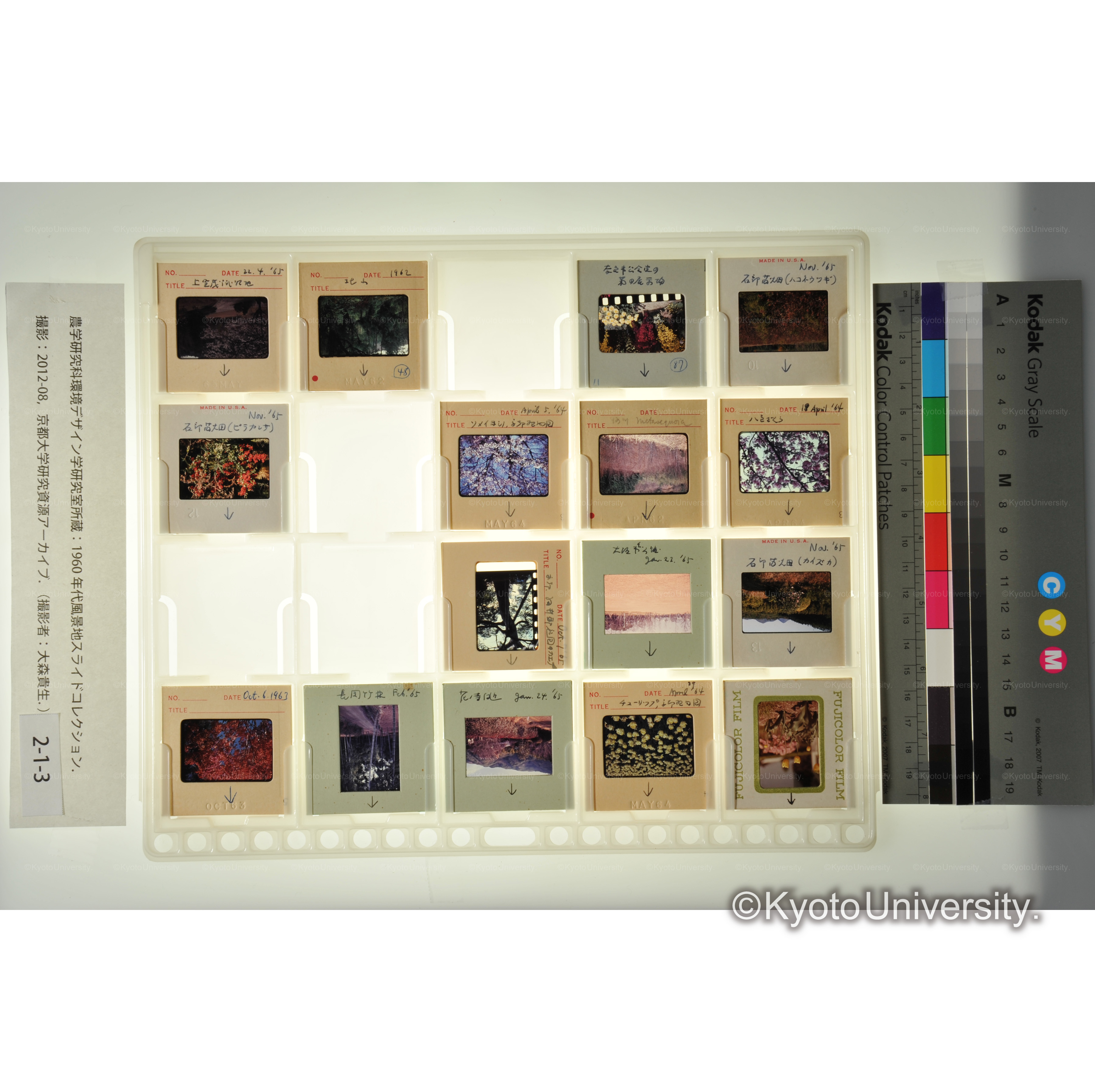 〔チューリップ京都植物園、石切苗畑、樹木〕 (1)