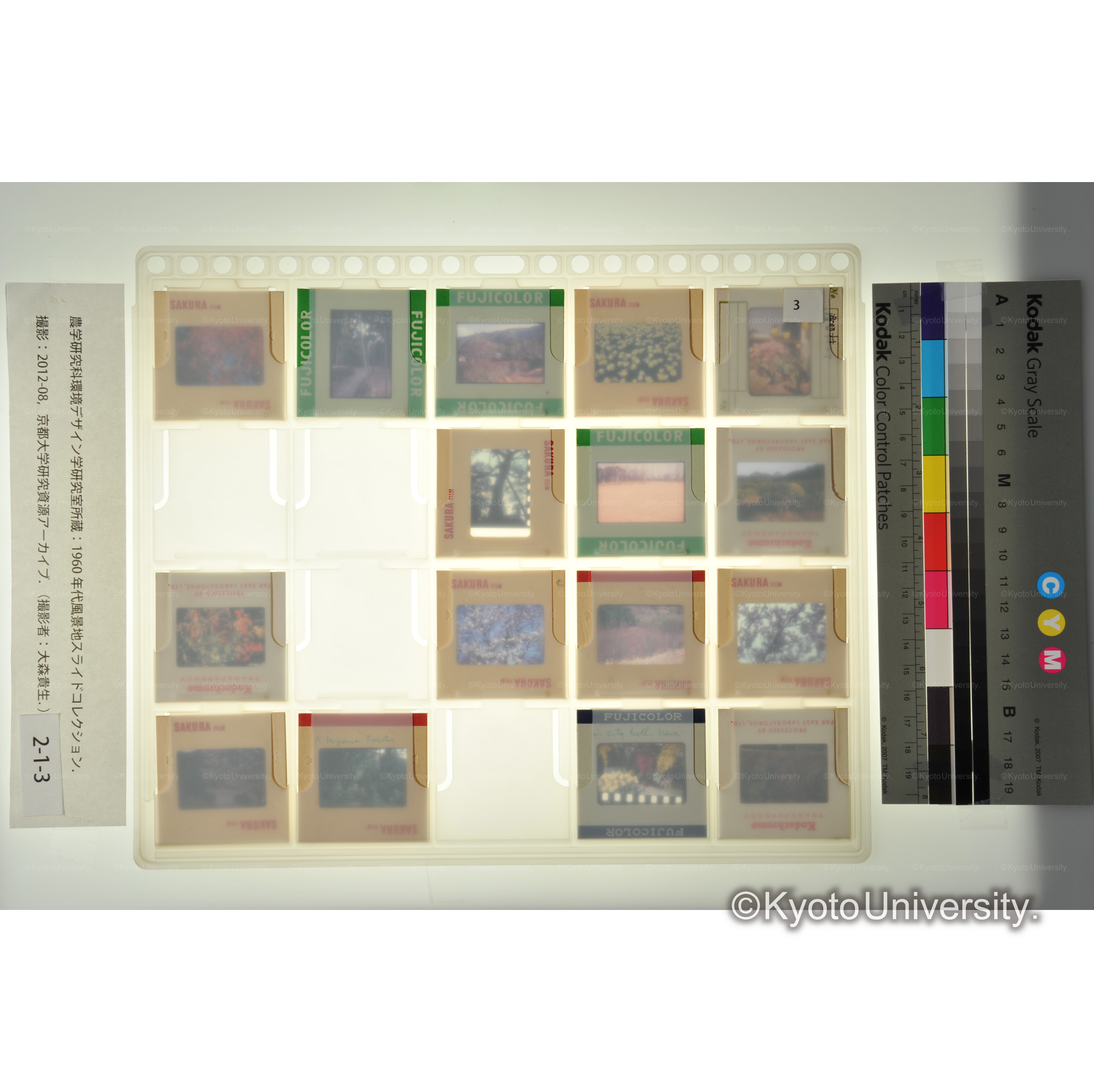 〔チューリップ京都植物園、石切苗畑、樹木〕 (2)