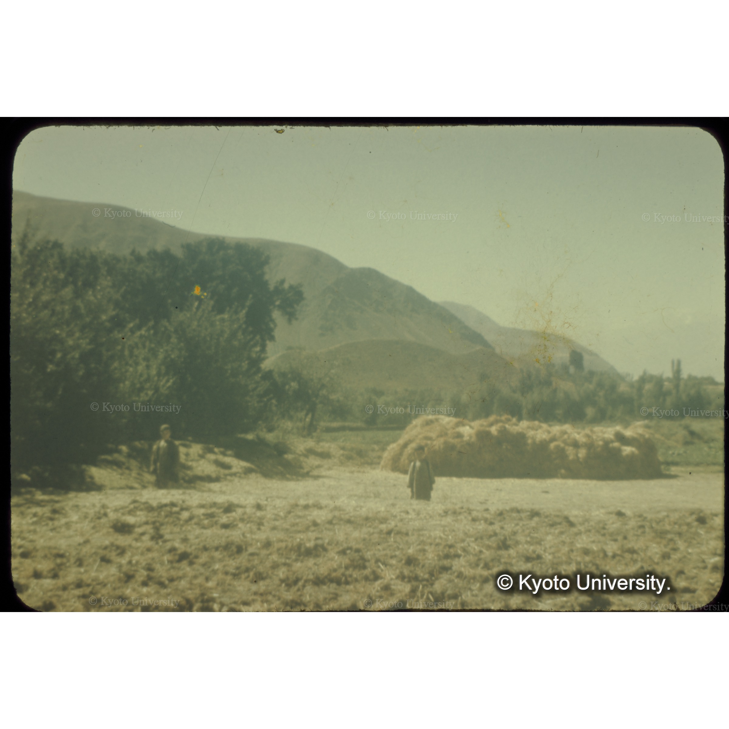 小麦畑の一角に脱穀場が作られていた (1)