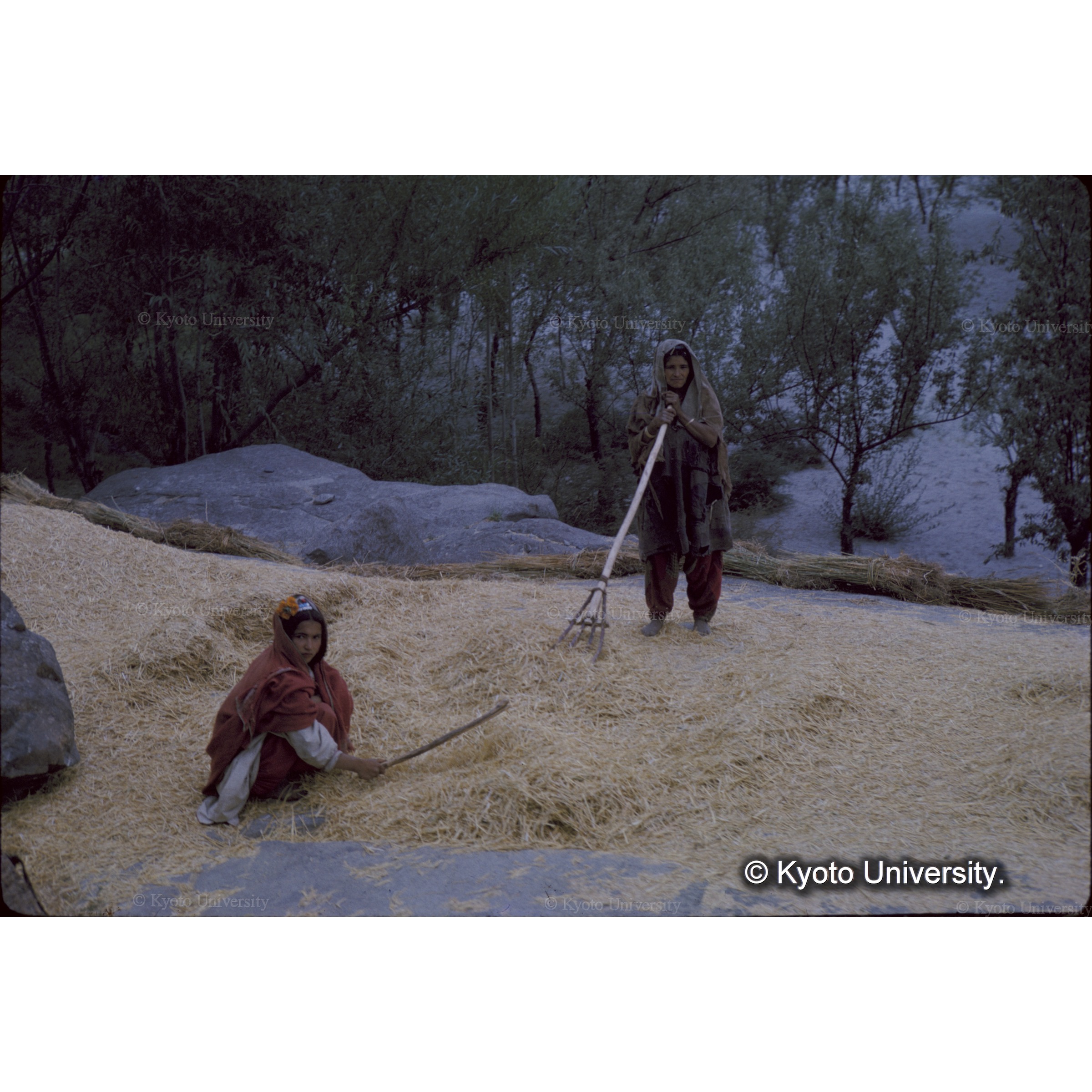 麦の収穫　牛に踏ませたり棒で叩いて脱穀する　 (1)