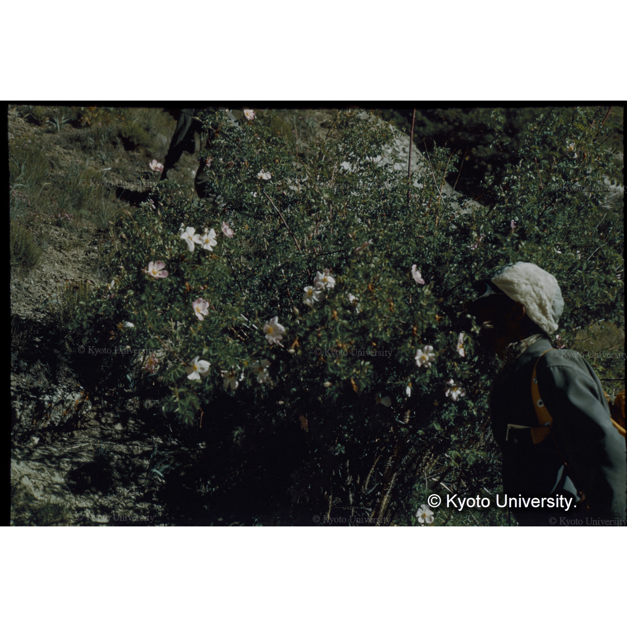 野生のバラ　ローザ・ウエビアナ、チョゴリザ遠征で脇坂が教えた思い出の花 (1)