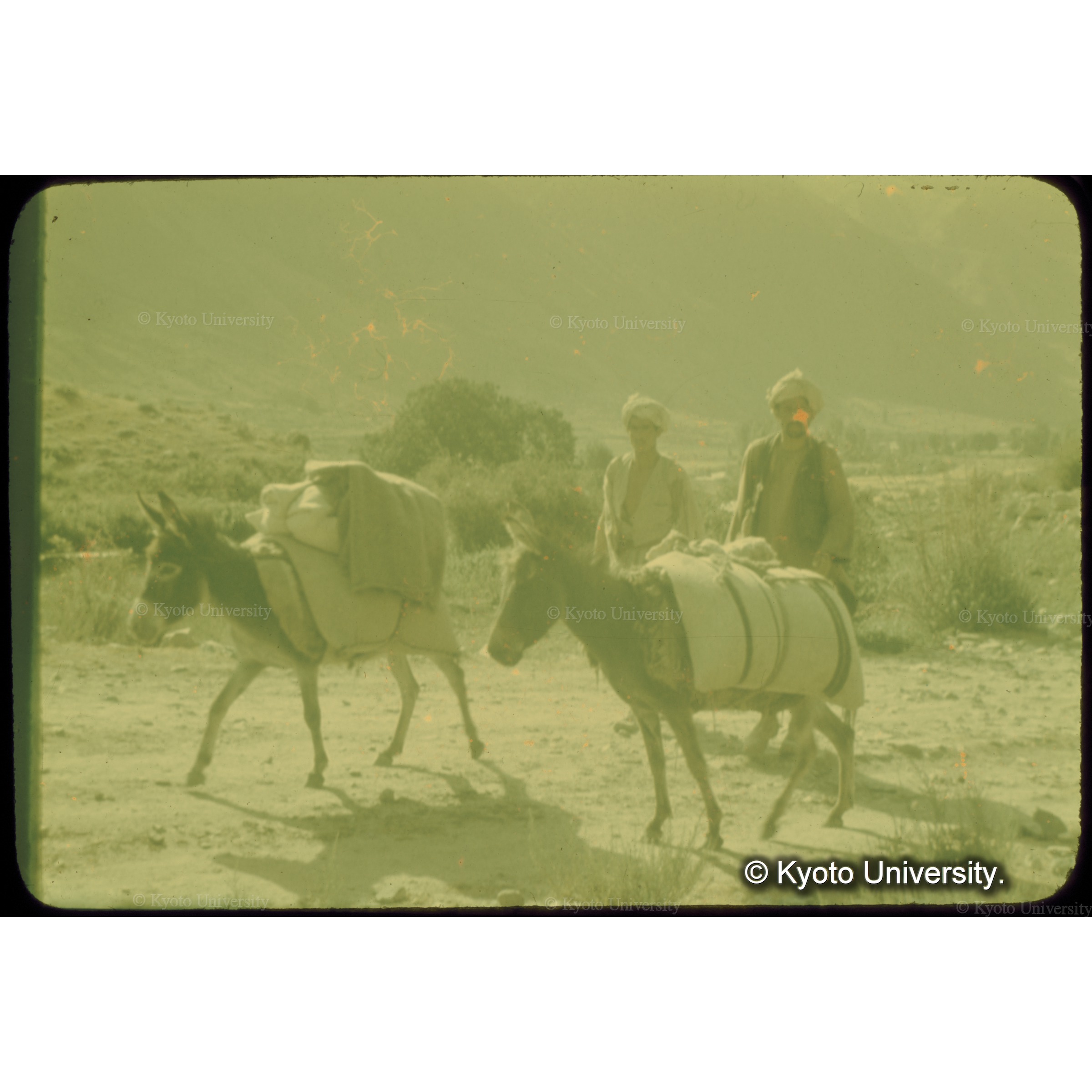 ロバたちはどこでもよく働かされている (1)