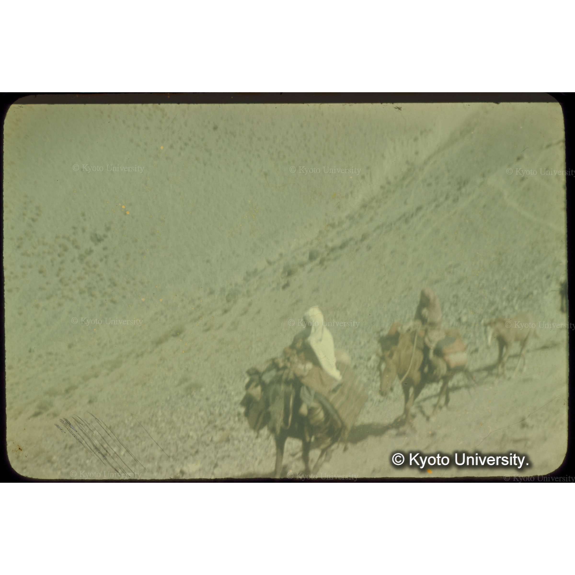 秋がふかまると牧民たちは高山草地からおりてくる (1)