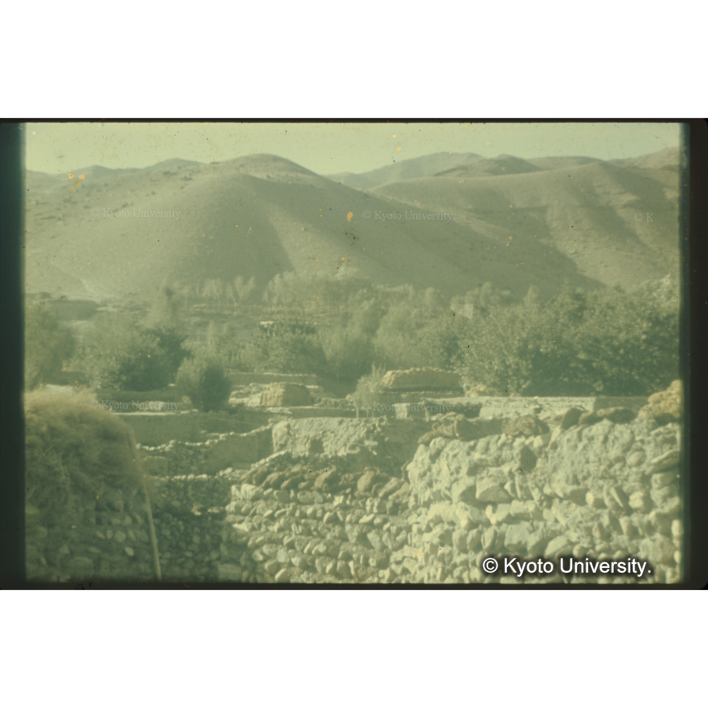 泥レンガ造りの農家の塀には燃料用の牛糞が干してある (1)