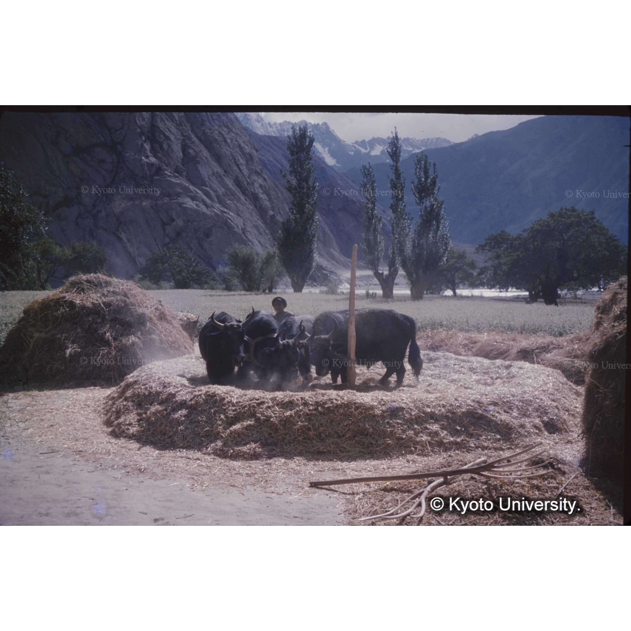 脱穀風景（帰りの写真） (1)
