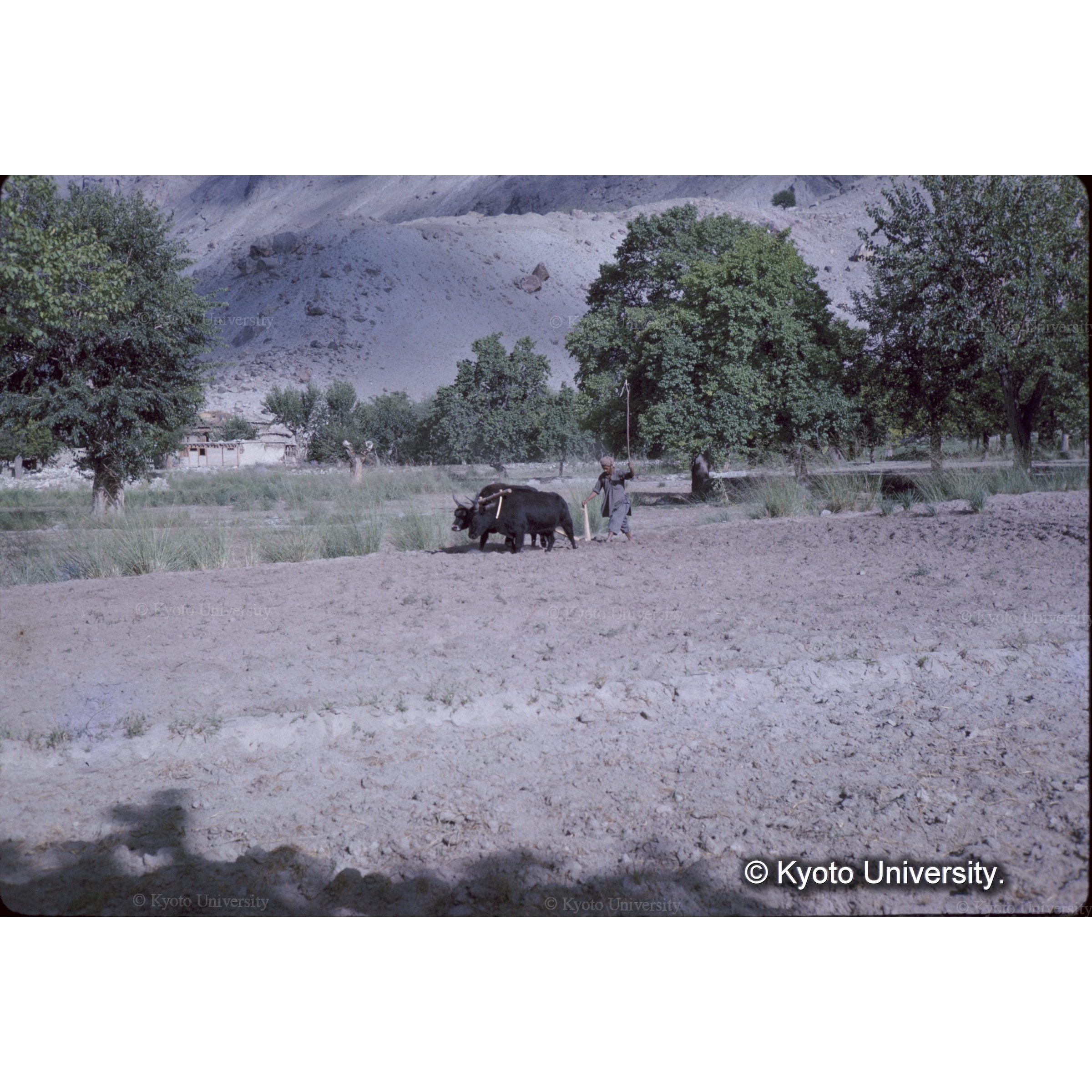 麦収穫後、二頭のゾーによる犂耕作 (1)