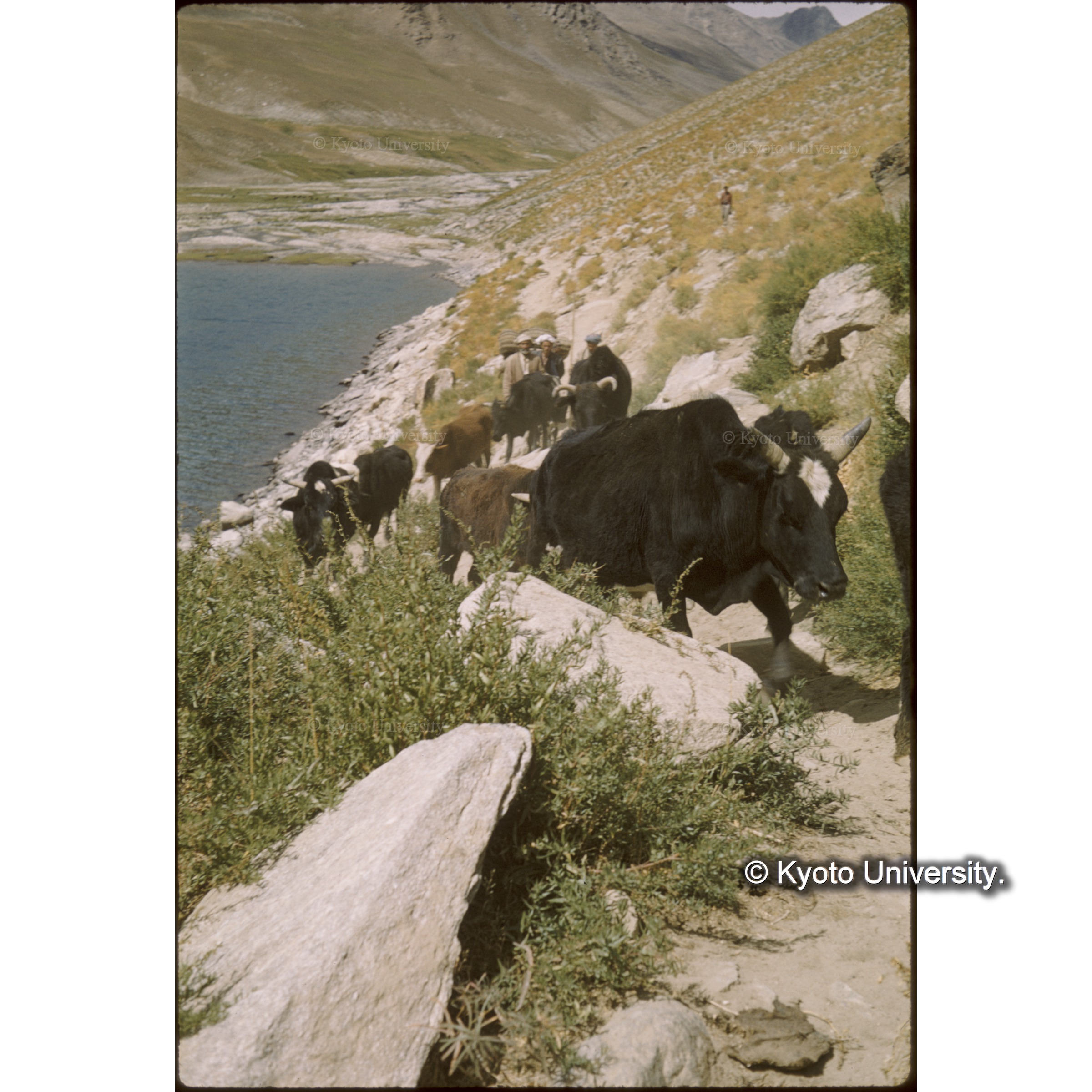 ここはヤクも暮らす高冷の土地である (1)