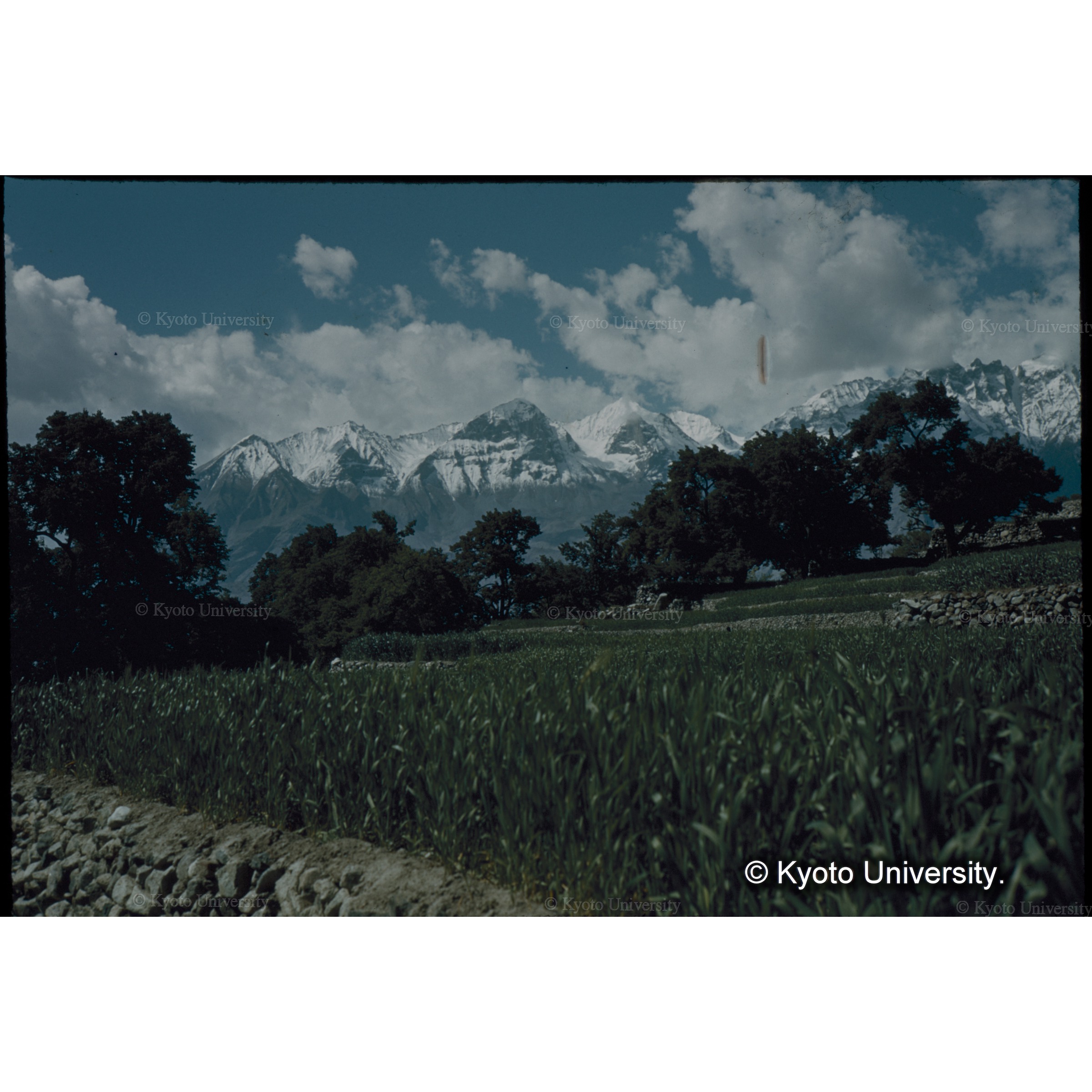 ゴマのキビ畑と東南の雪をいただく山々 (1)