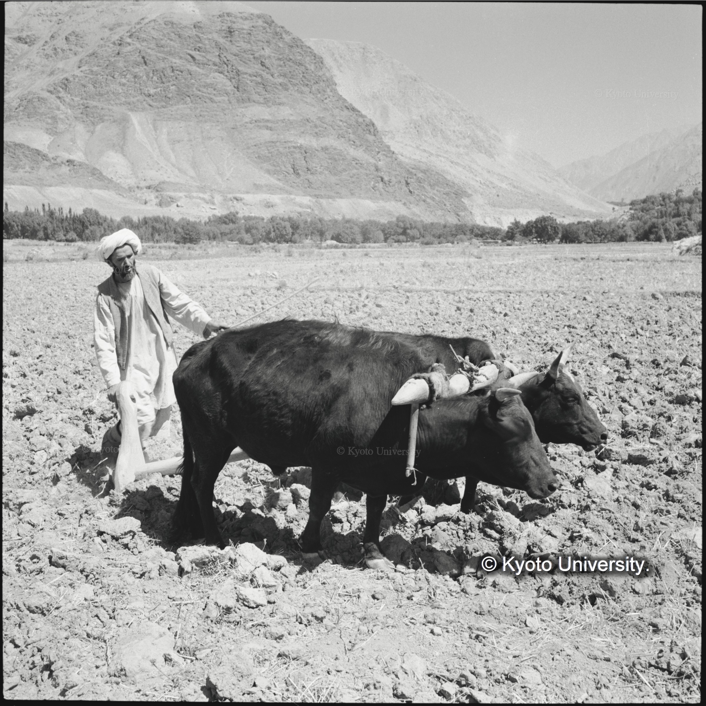 タジク族農民が２頭立て黒牛をつかって犁耕していた (1)