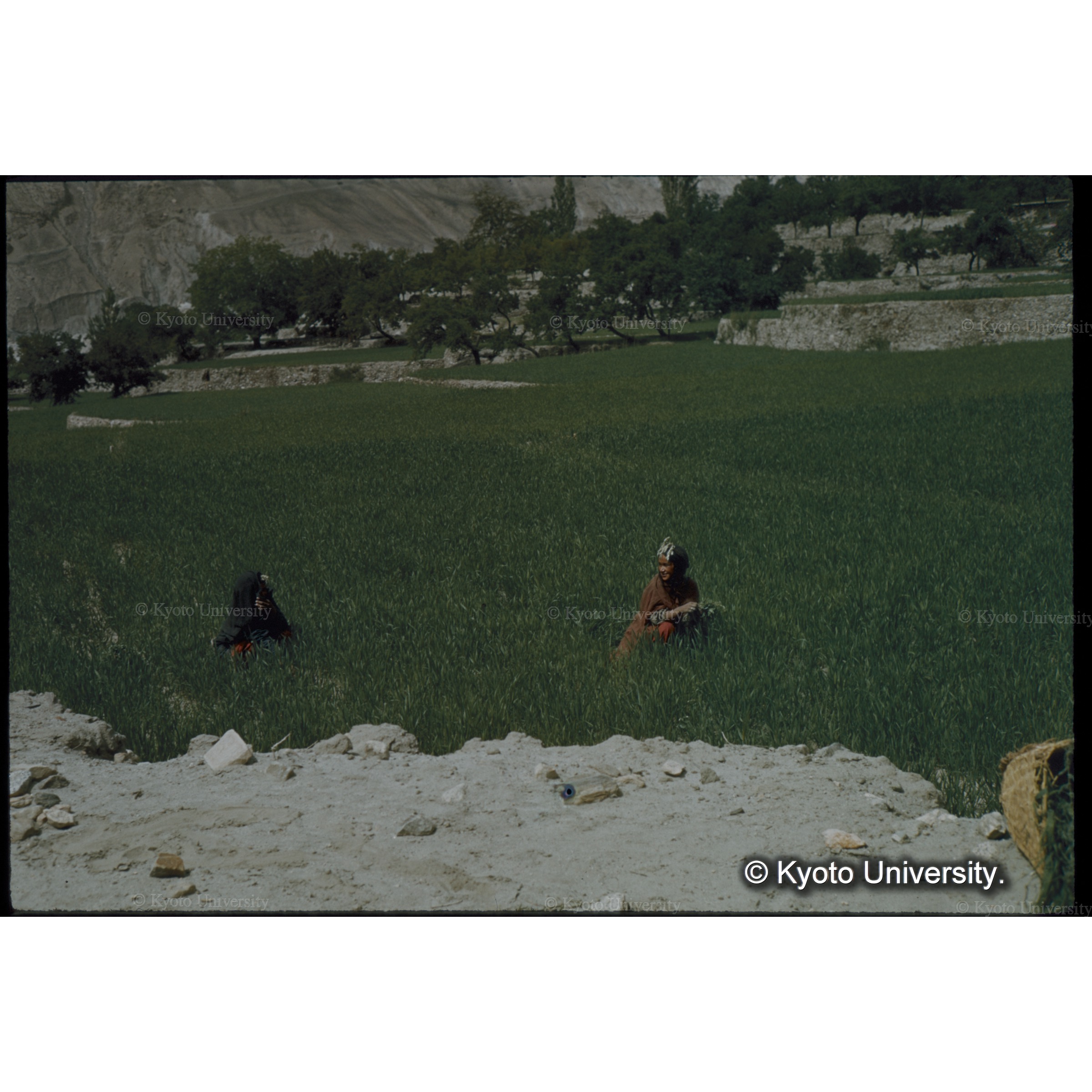 ムギ畑で雑草を取っている　背後には村の家 (1)