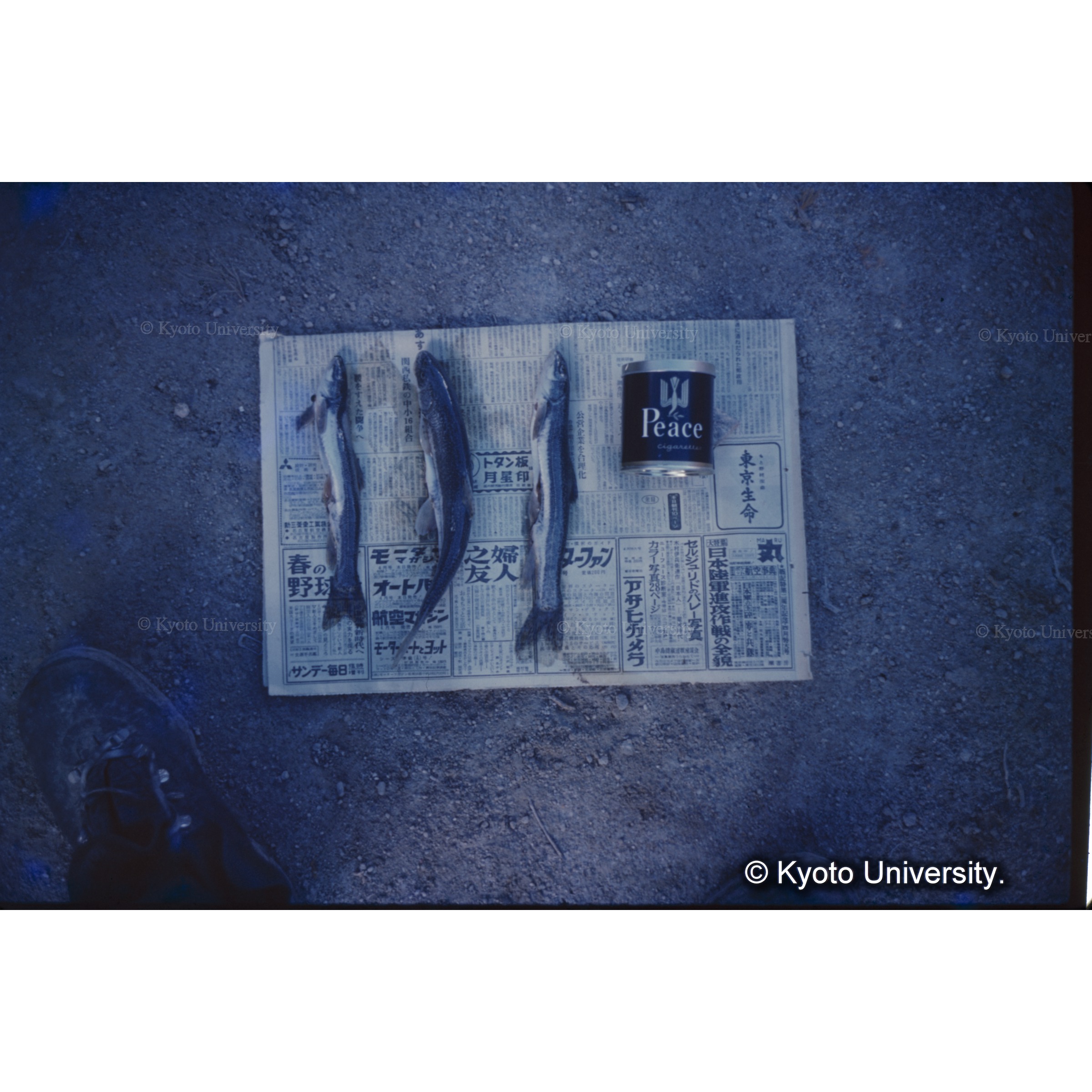 パイユで取れた魚 (1)