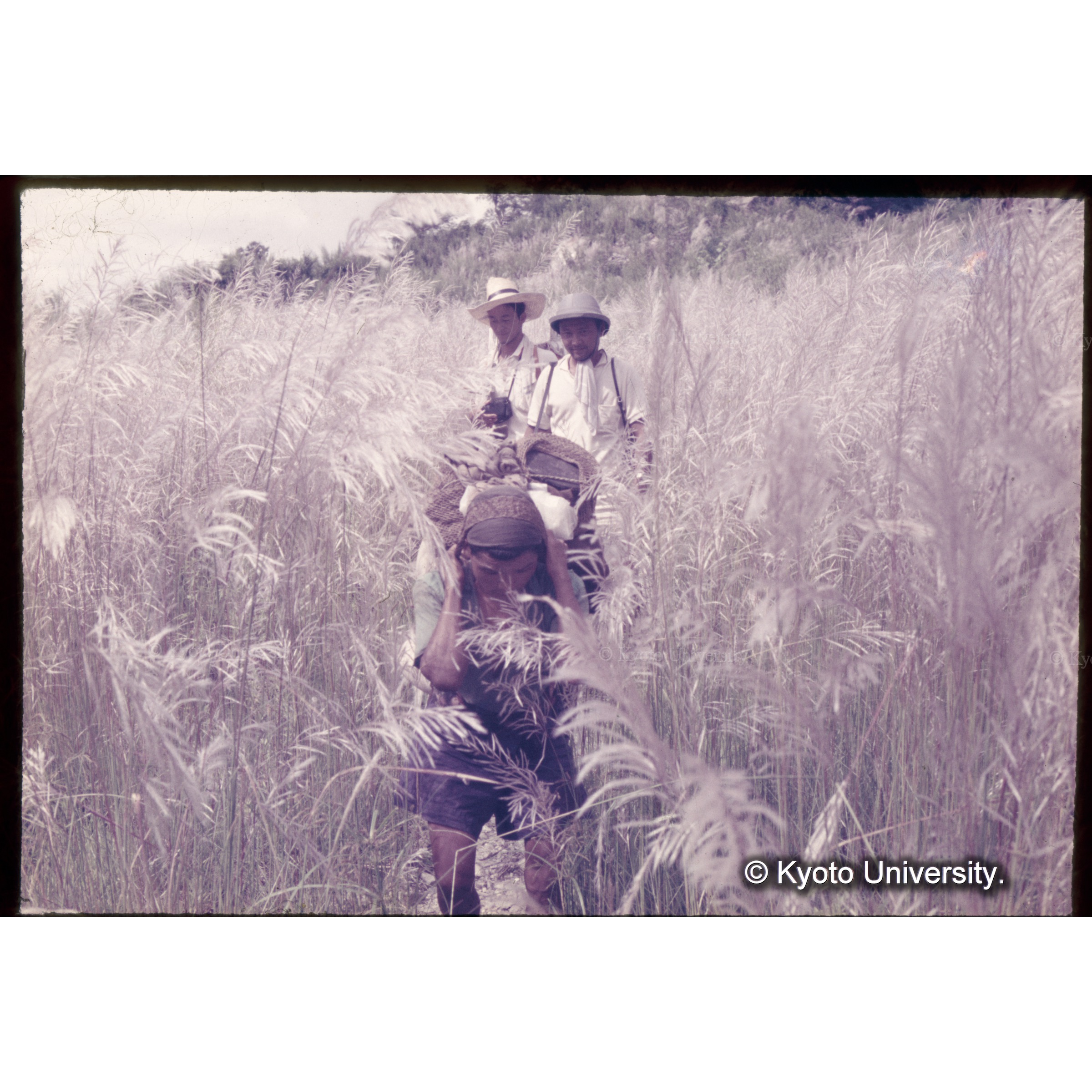 ススキを分けて樋口、吉野 (1)