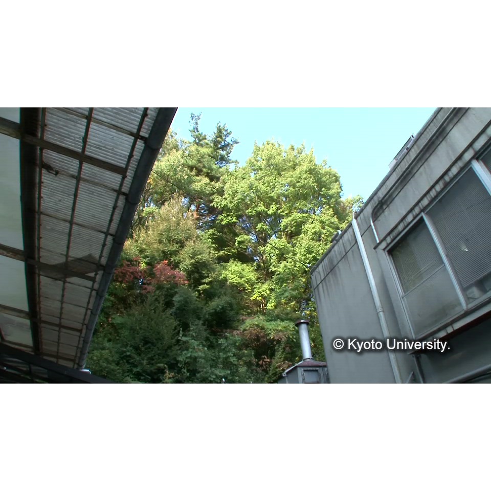 [センター裏手の木々の紅葉] (1)