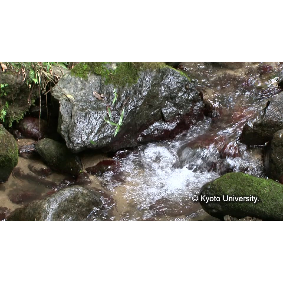 [センター前の小川] (1)