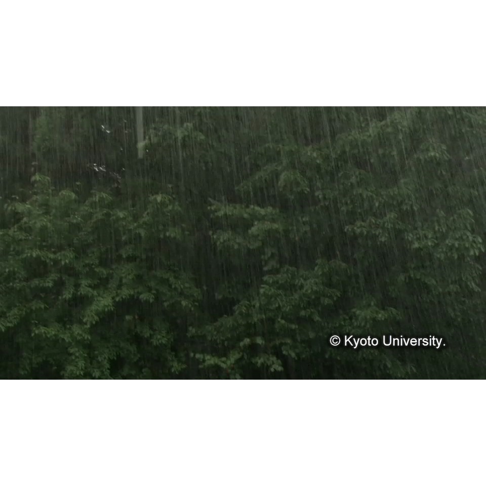 [樹々と雨] (1)