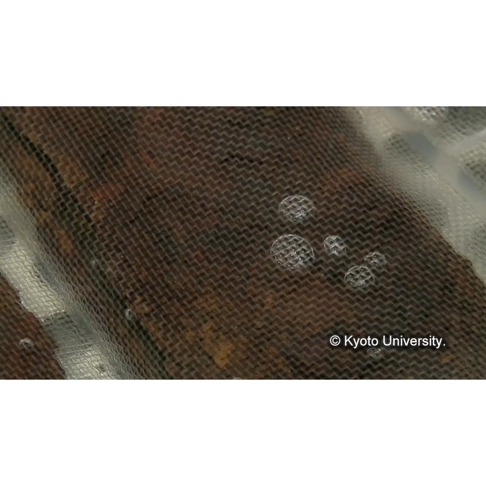 脱塩(イオンクロマトグラフィー) (1)