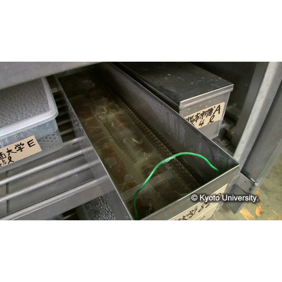 脱塩(イオンクロマトグラフィー) (1)