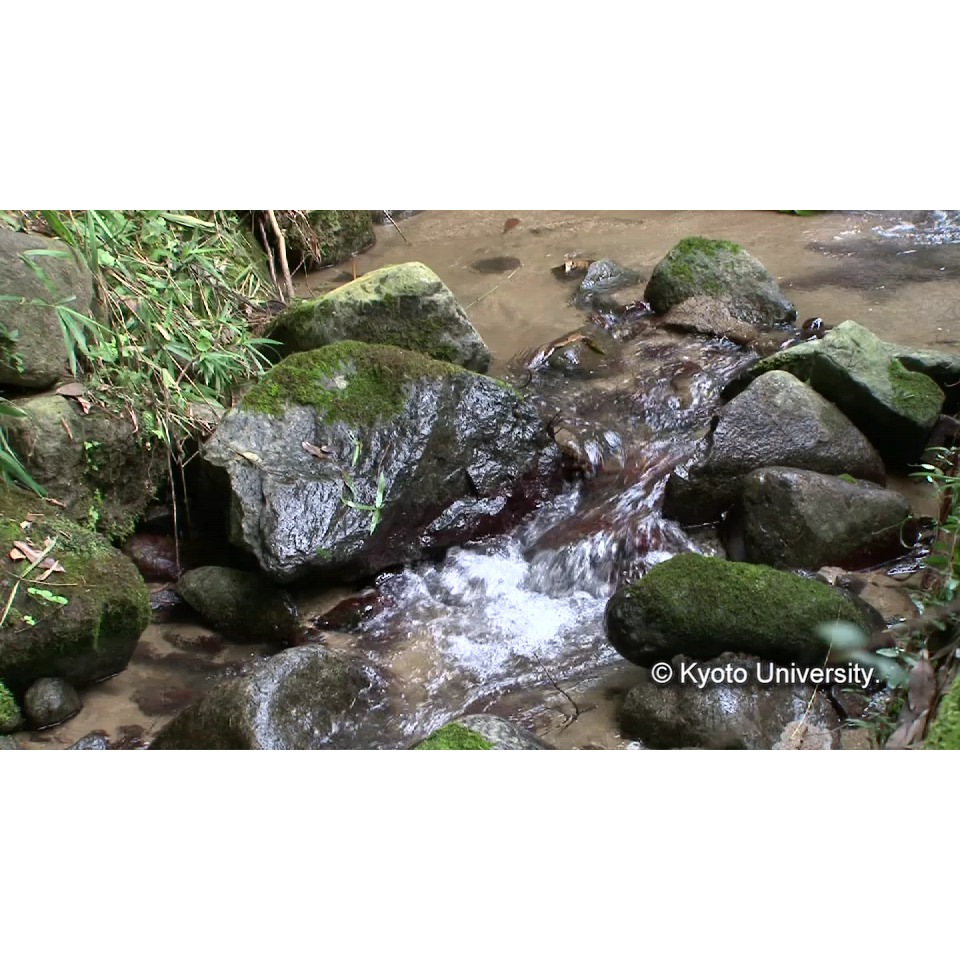 [センター前の小川] (1)