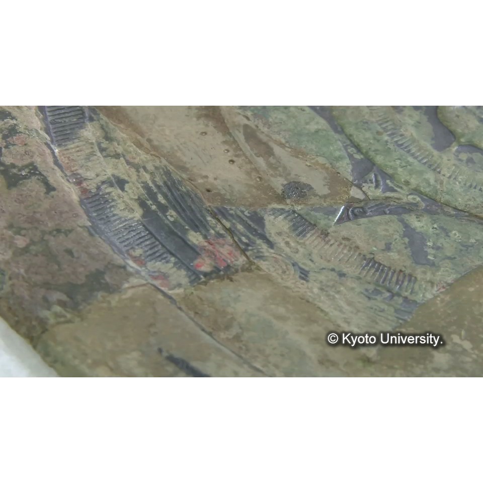 蛍光X線分析 (1)