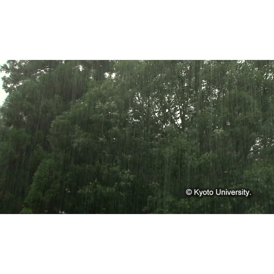 [樹々と雨] (1)