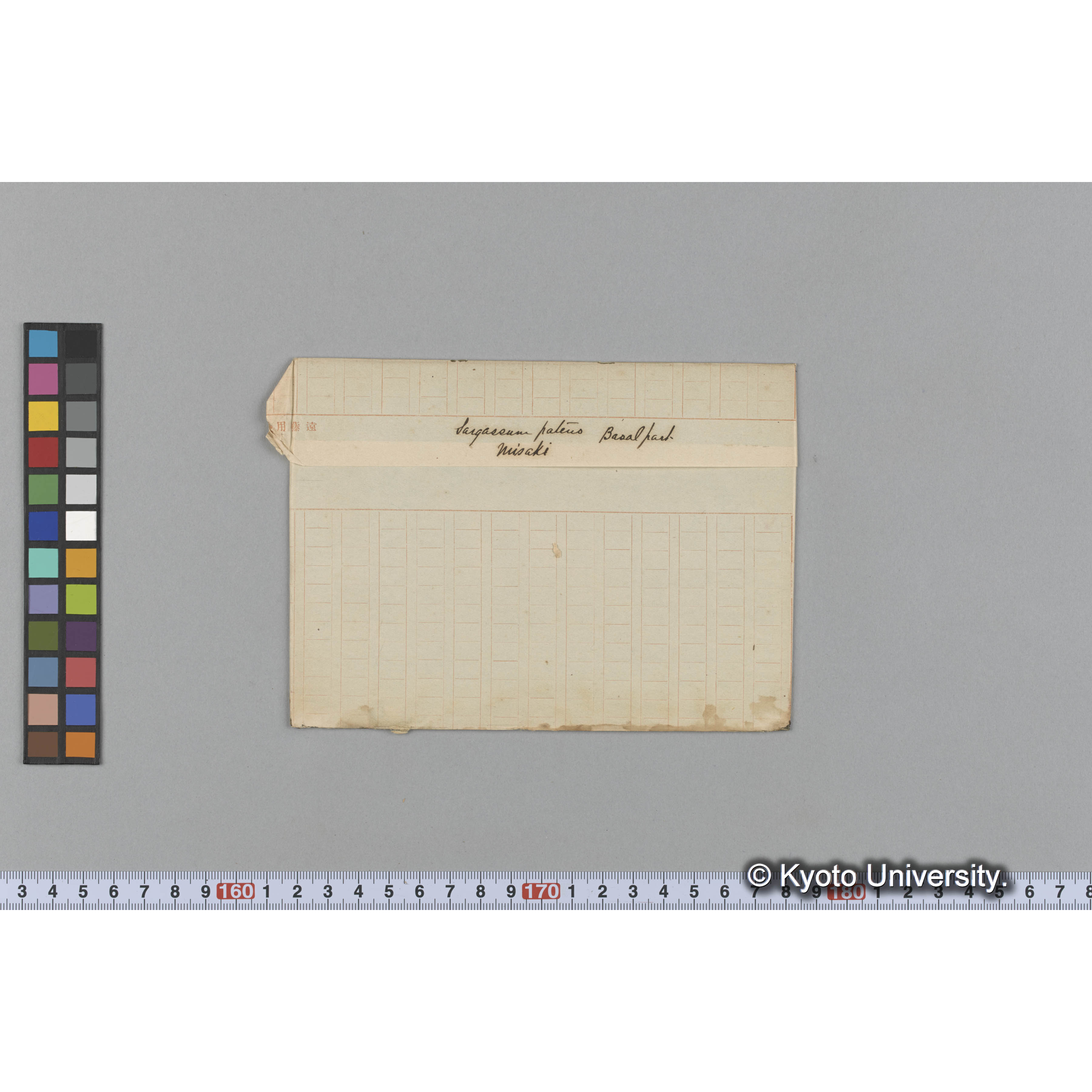 Sargassum pateus / Basalpart / Misaki (1)