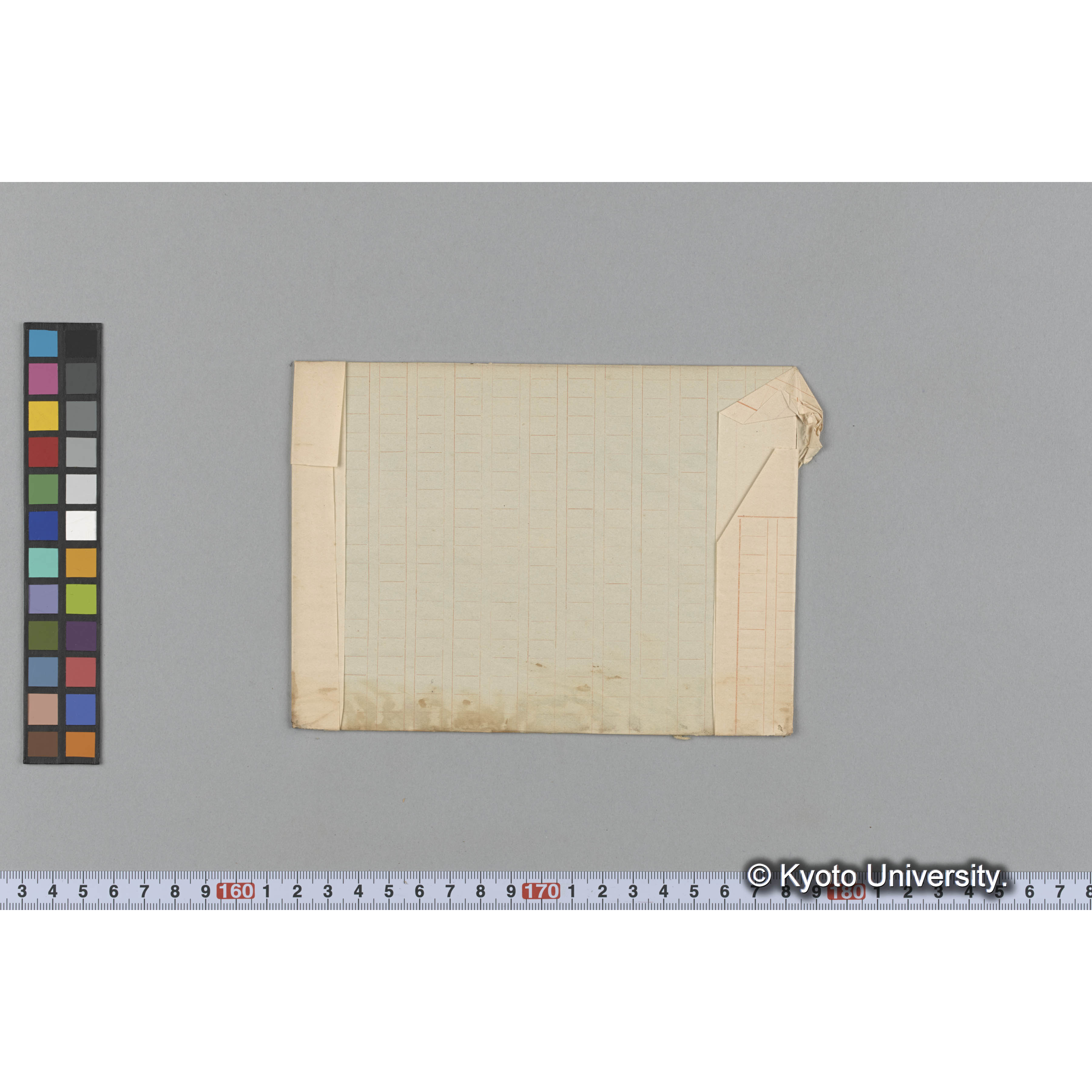 Sargassum pateus / Basalpart / Misaki (2)