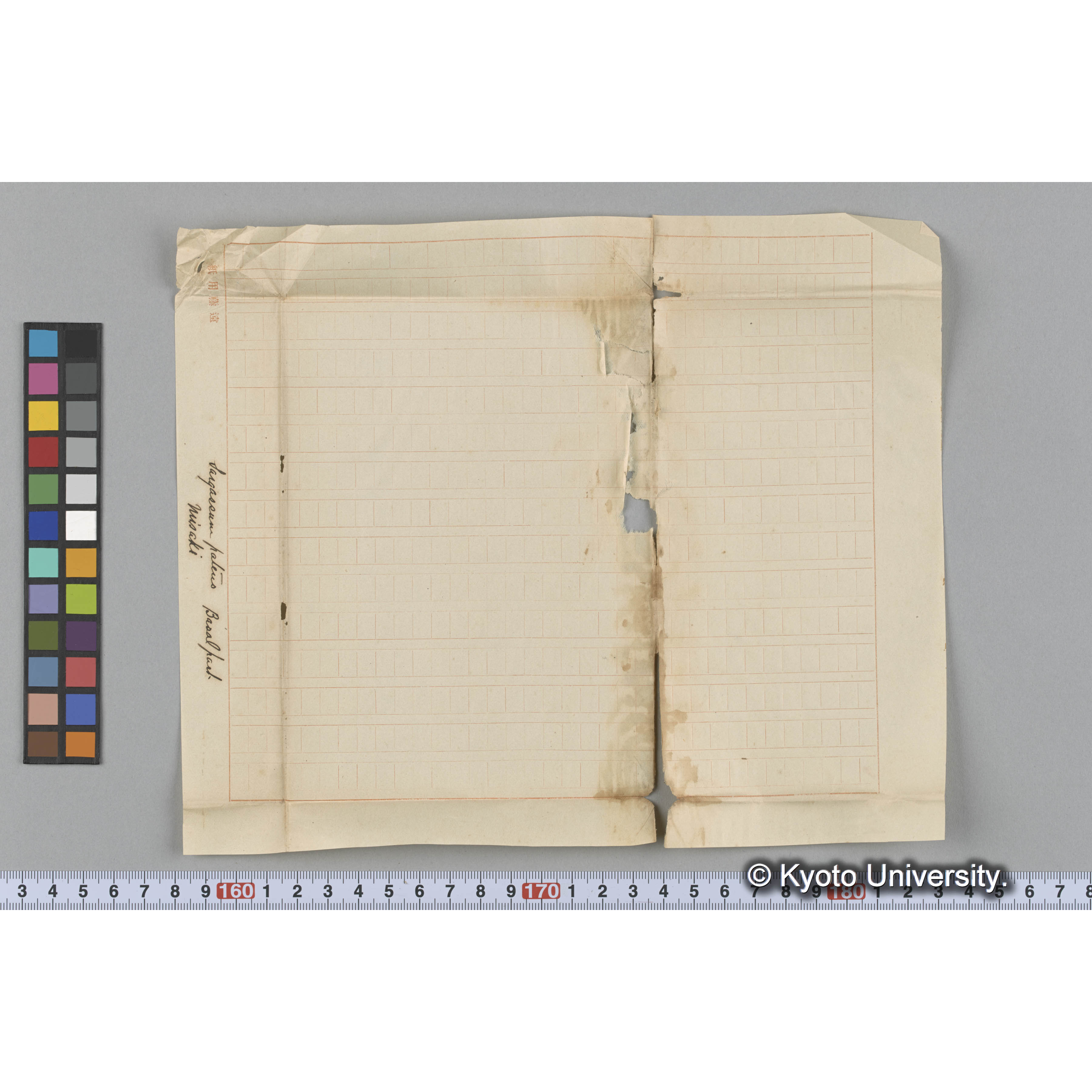 Sargassum pateus / Basalpart / Misaki (3)