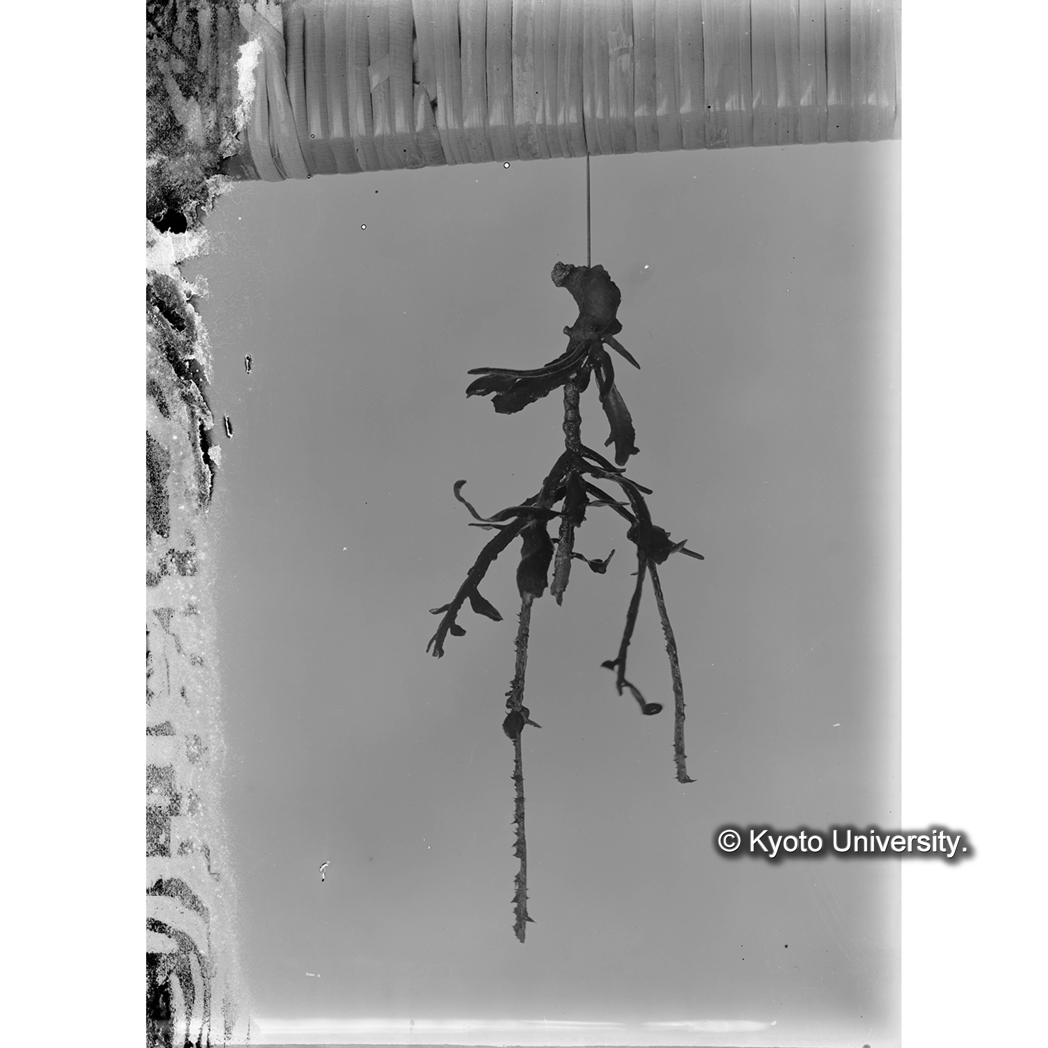 Sargassum pateus / Basalpart / Misaki (4)