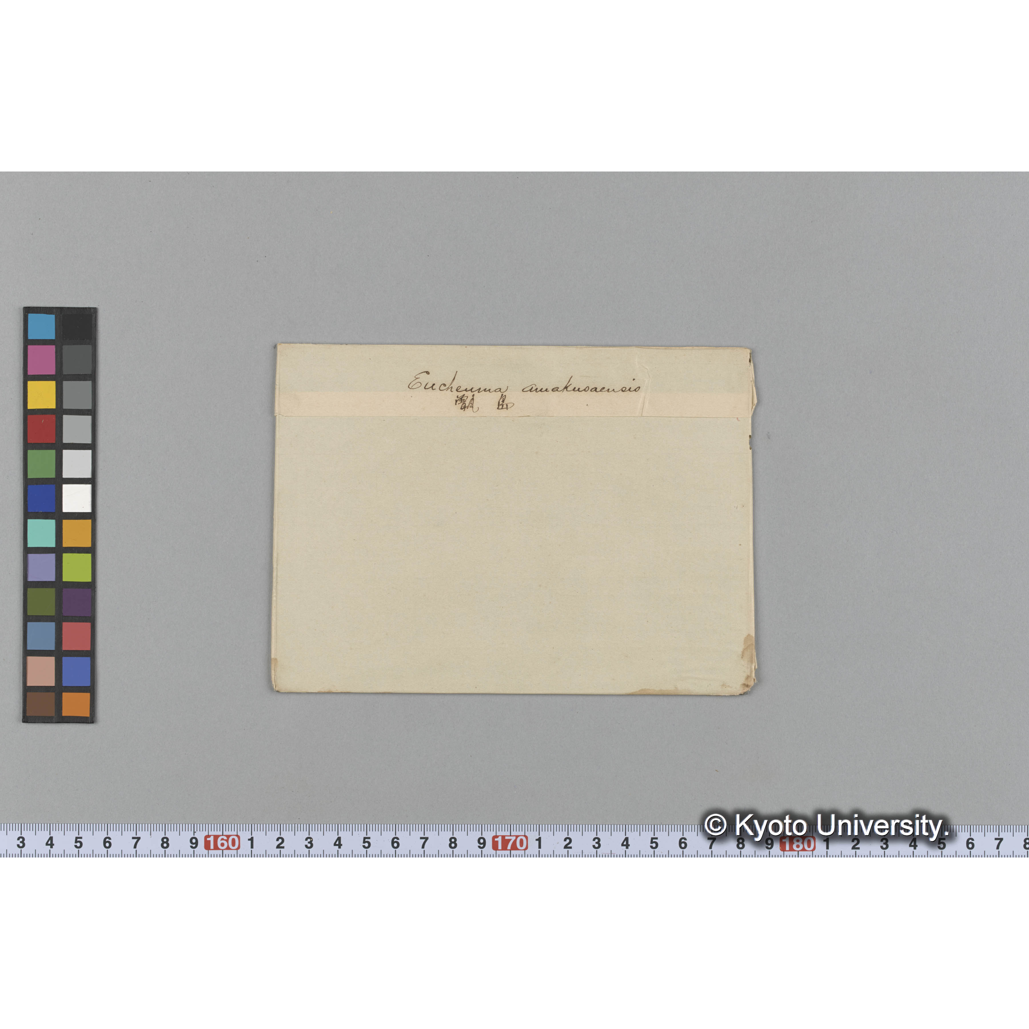 Eucheuma amakusaensis　/ 甑島 (1)