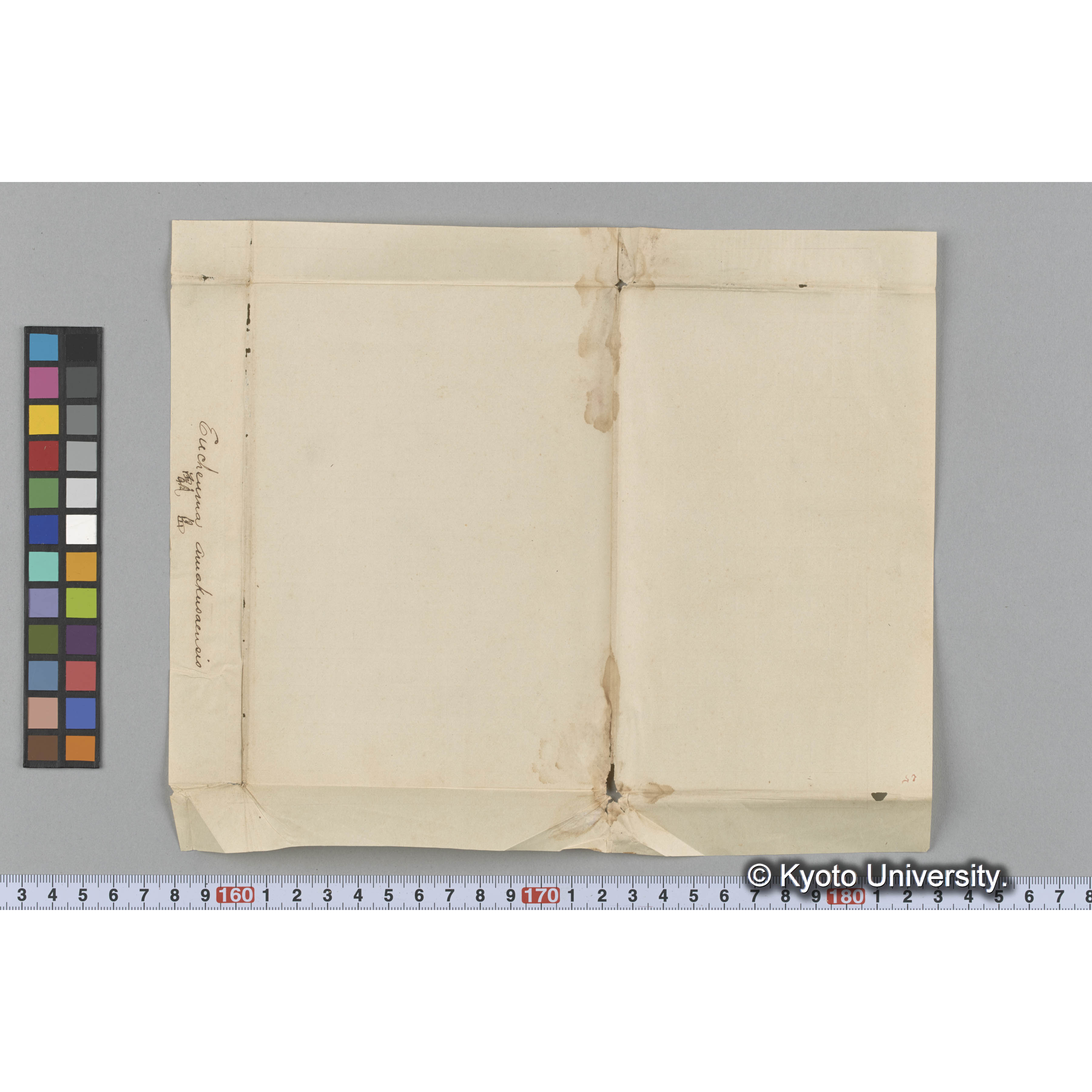 Eucheuma amakusaensis　/ 甑島 (3)