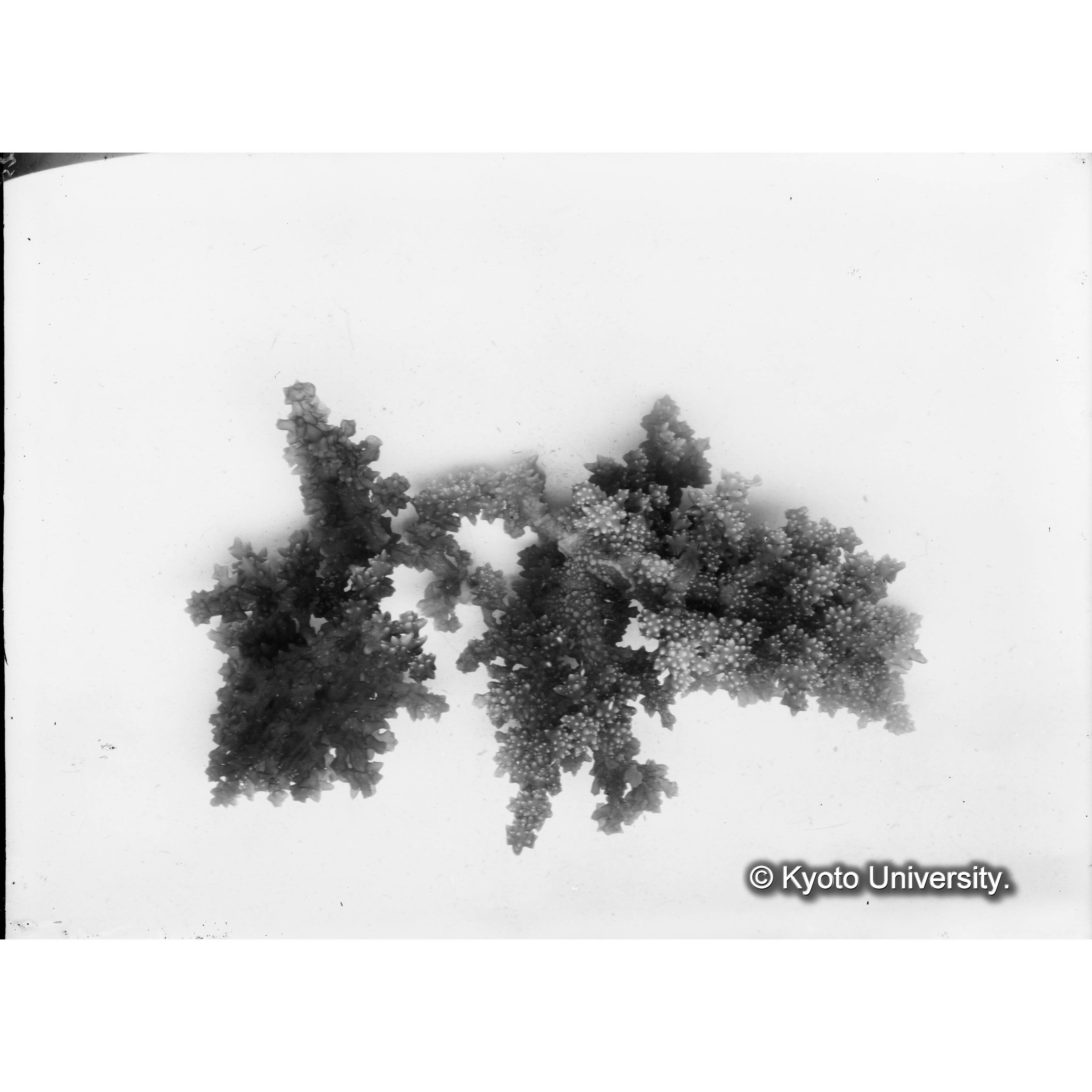 Eucheuma amakusaensis　/ 甑島 (4)