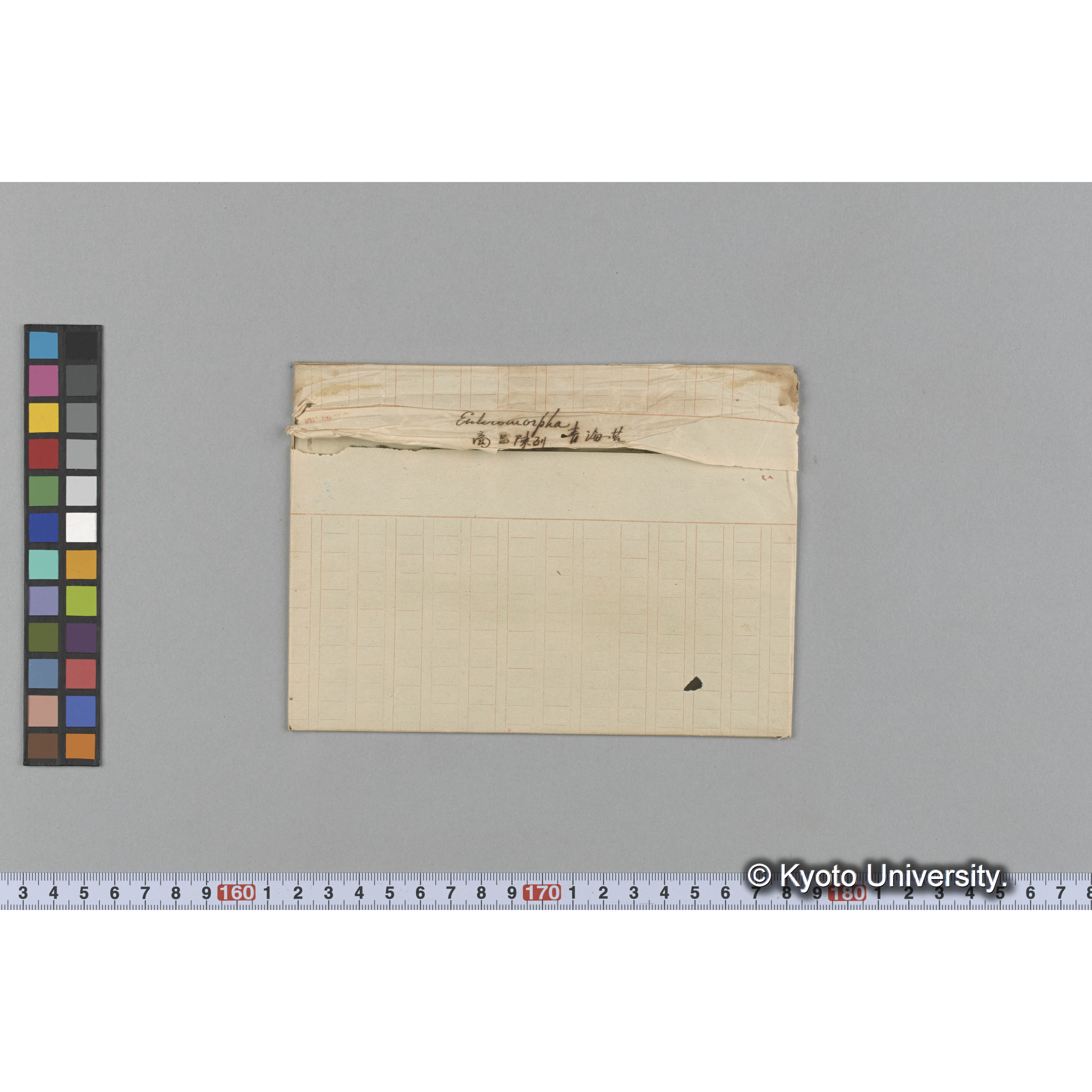 Enteromorpha / 商品陳列 / 青海苔 (1)