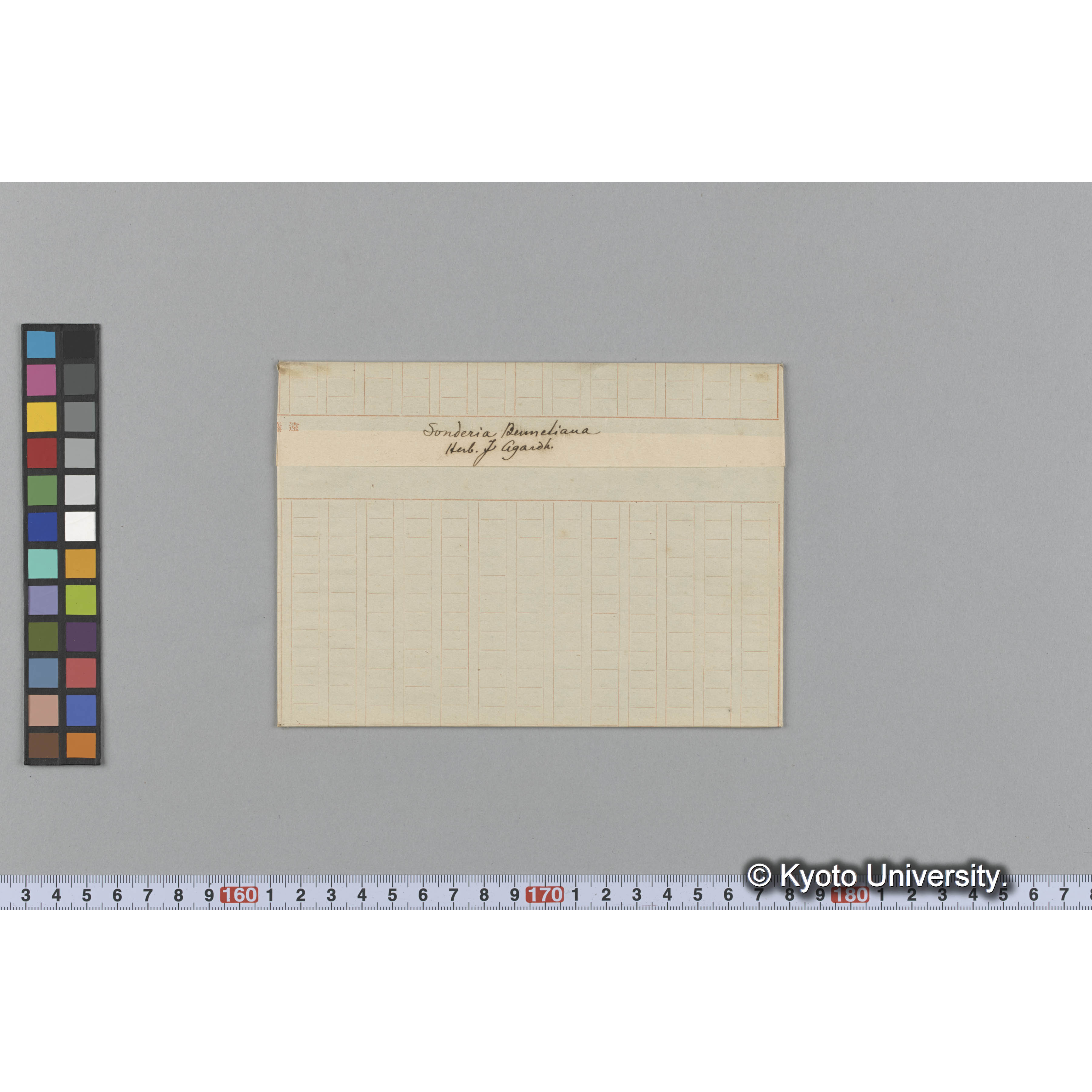 Sonderia Bennetiana / Herb. J. Agardh. （写真帳番号 108） (1)
