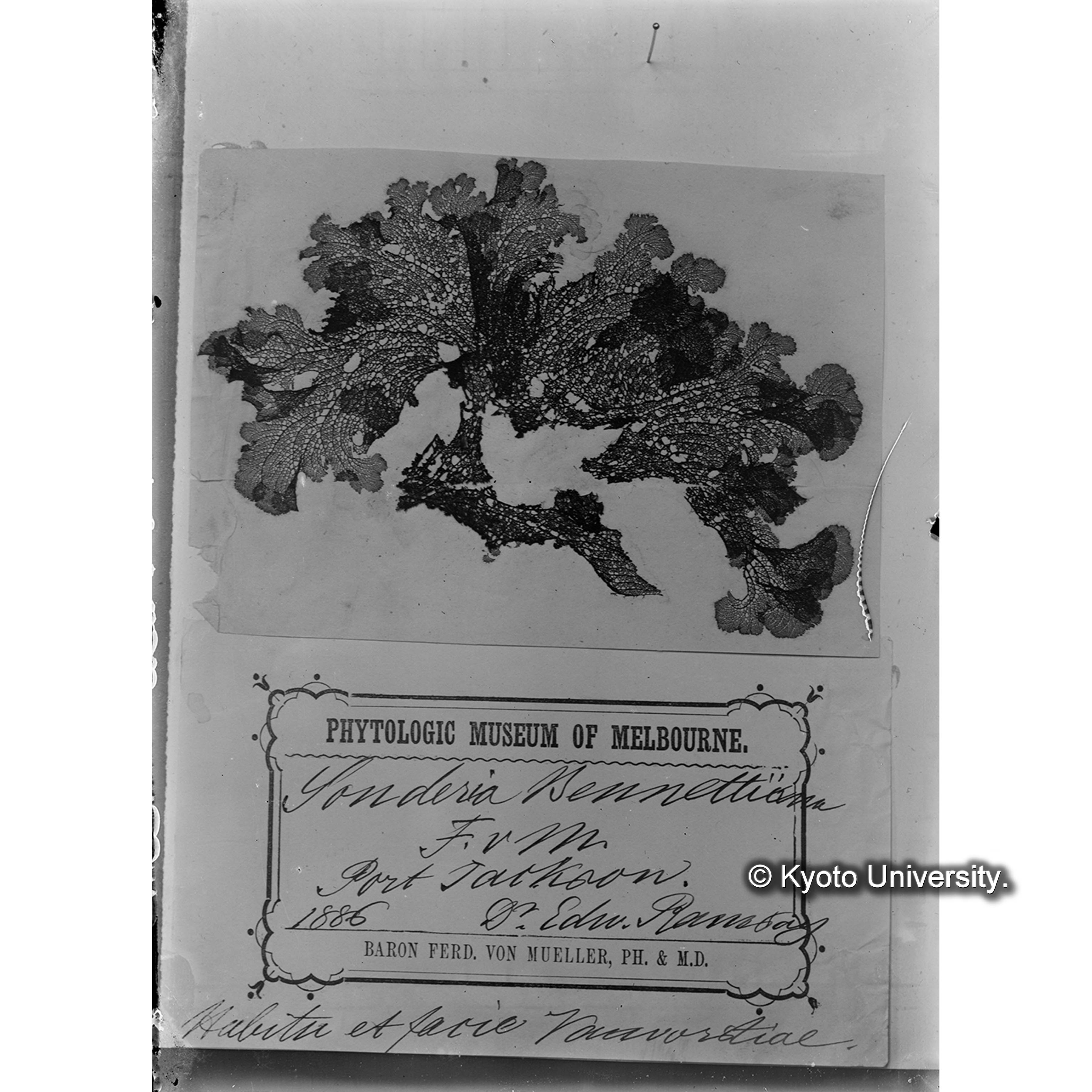 Sonderia Bennetiana / Herb. J. Agardh. （写真帳番号 108） (4)