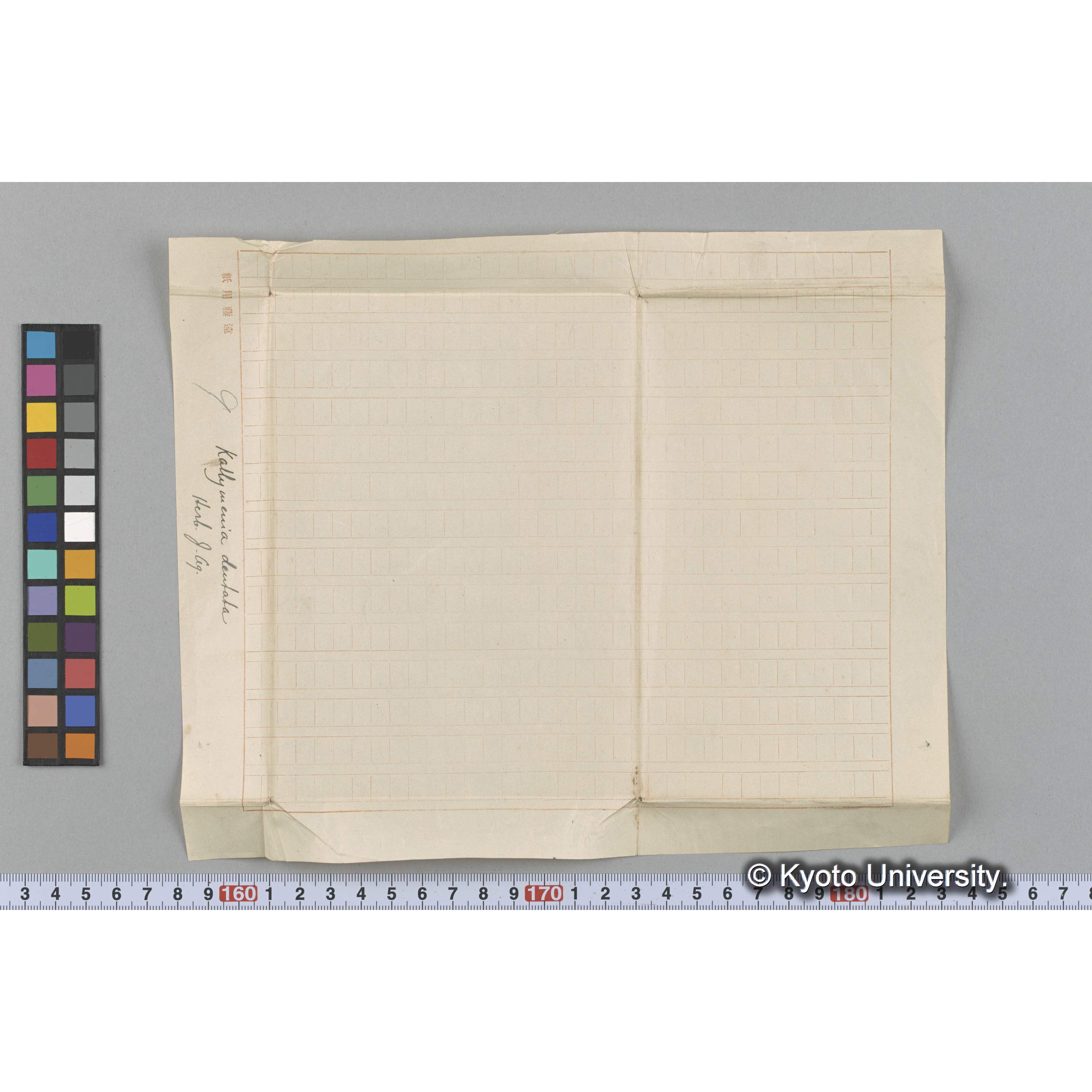 Kallymenia dentata / Herb. J. Ag. （写真帳番号 76） (3)