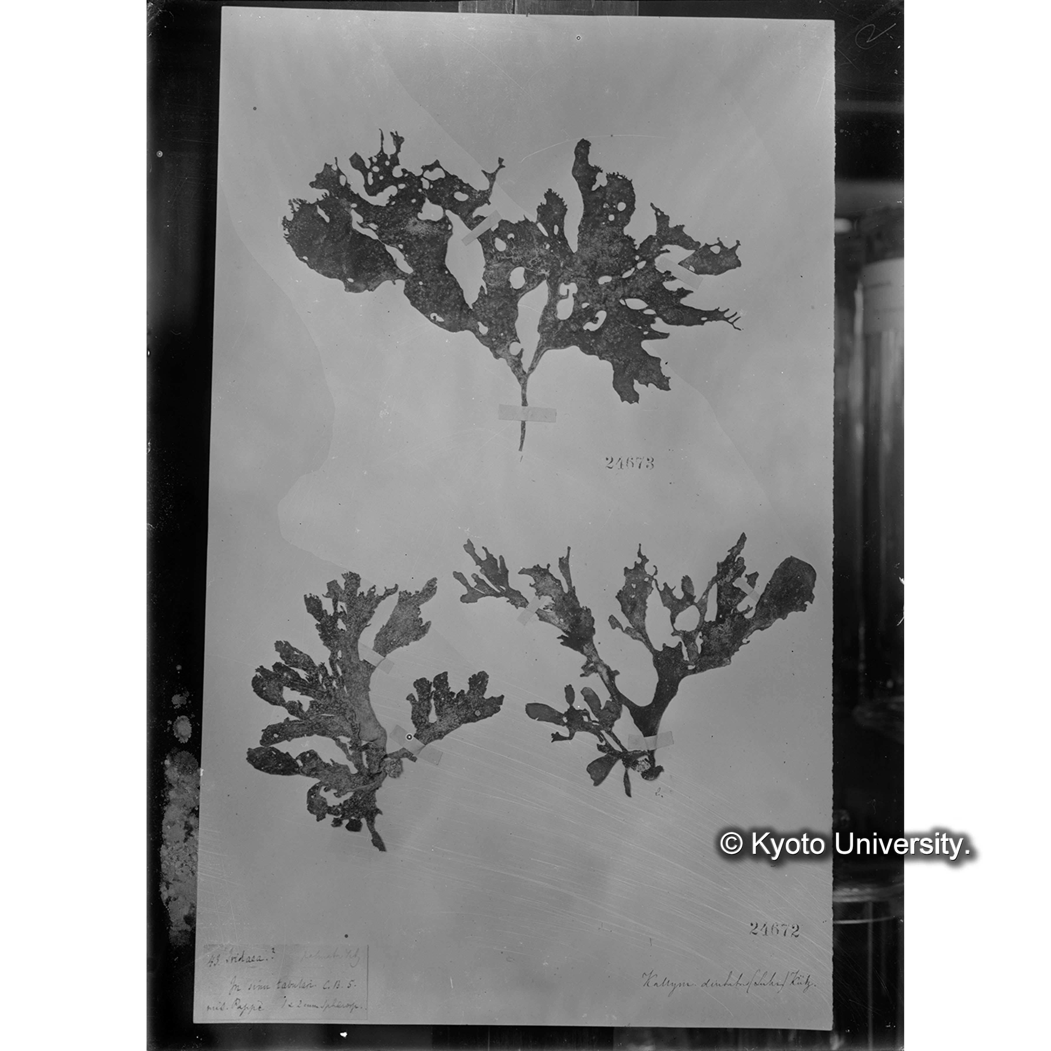 Kallymenia dentata / Herb. J. Ag. （写真帳番号 76） (4)