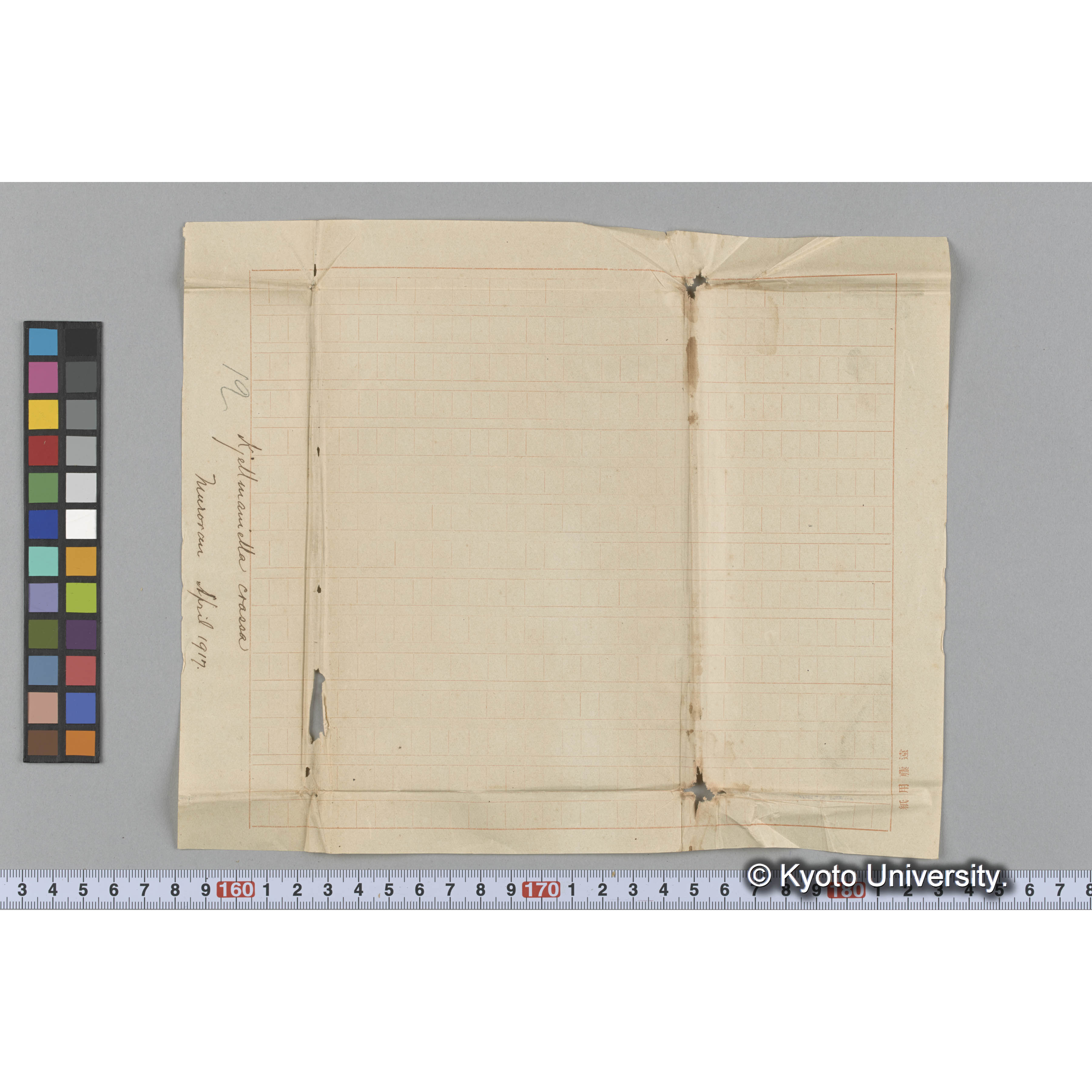 Kjellmaniella crassa / Muroran / April 1917 (3)