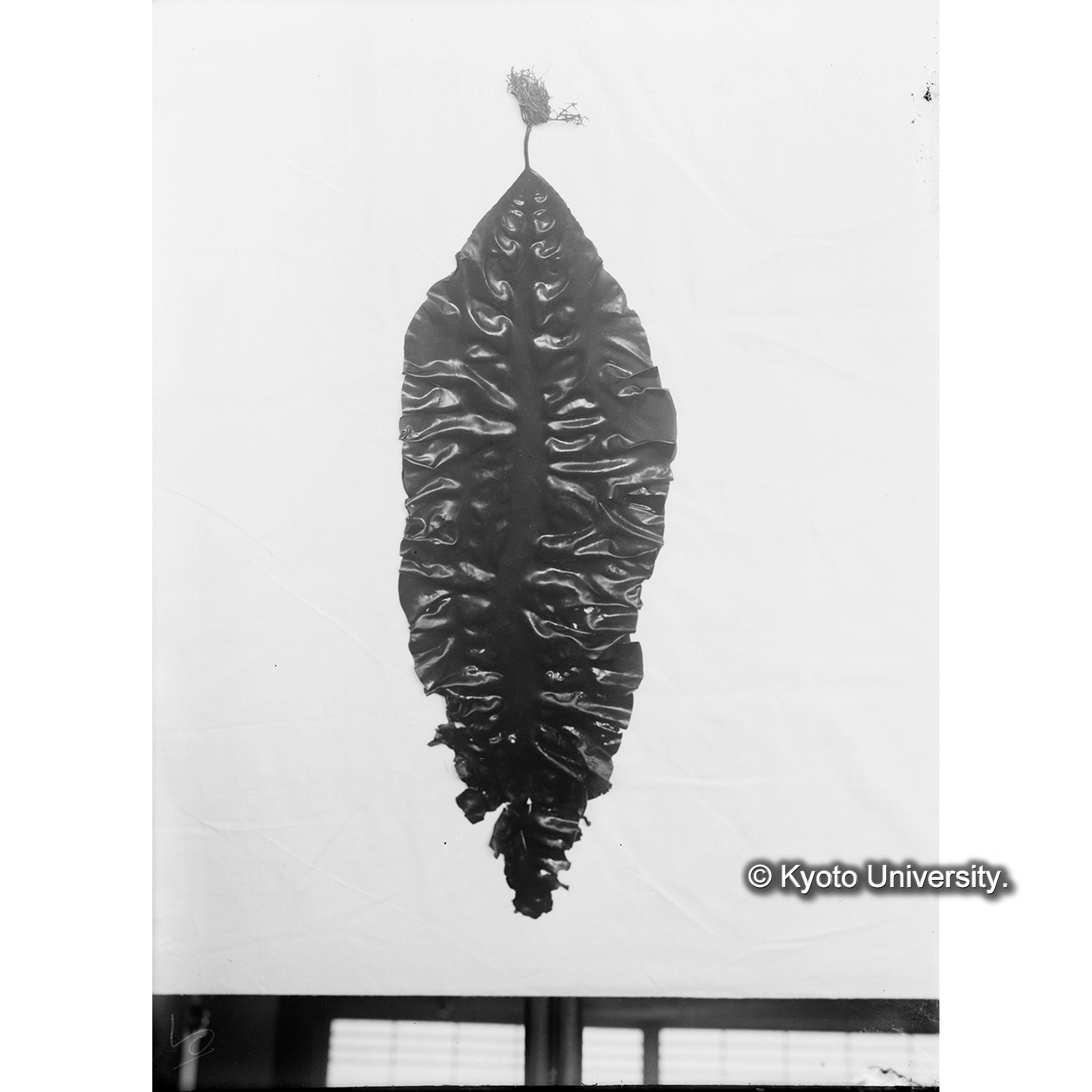 Kjellmaniella crassa / Muroran / April 1917 (4)