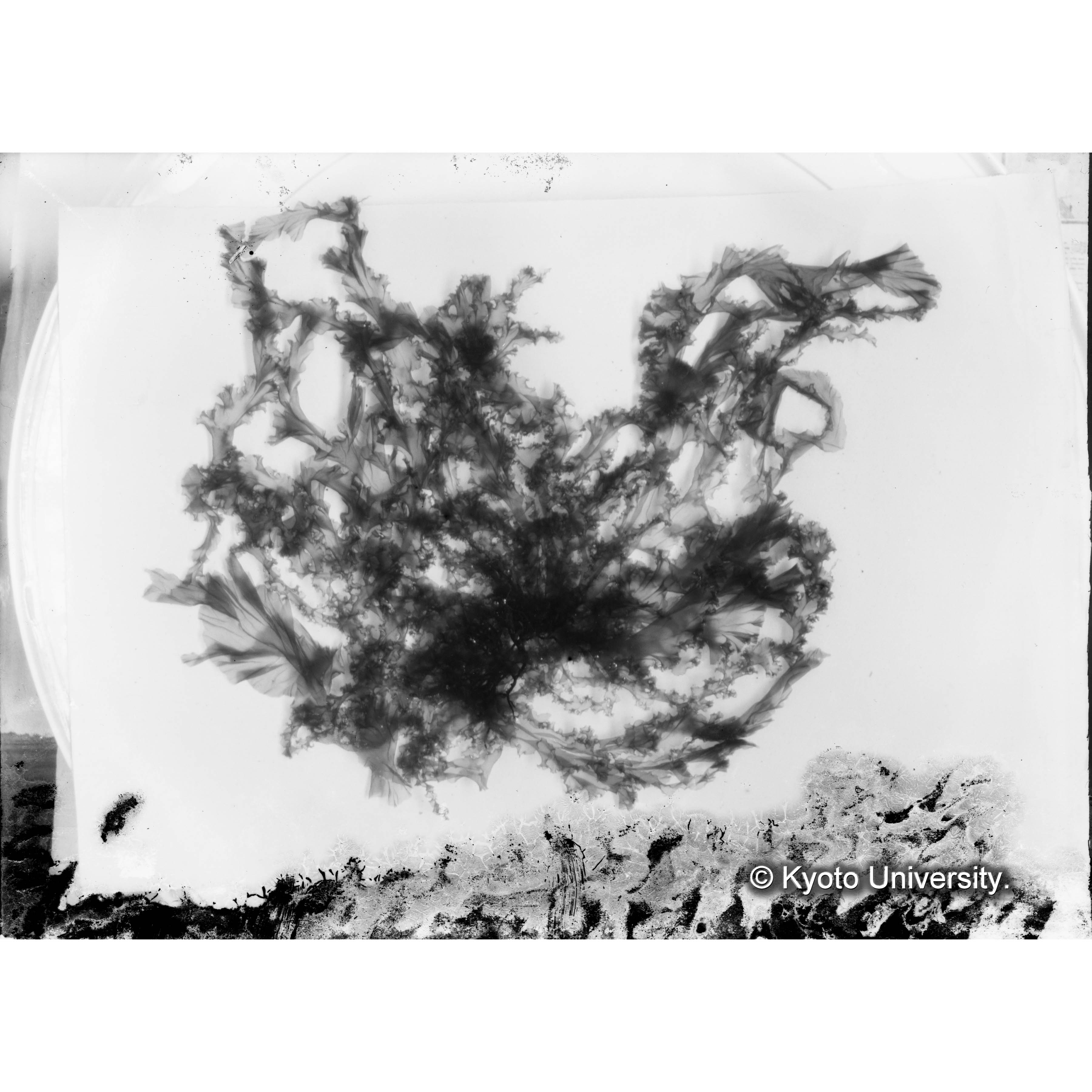 Monostroma / Muroran / April 1917 (4)