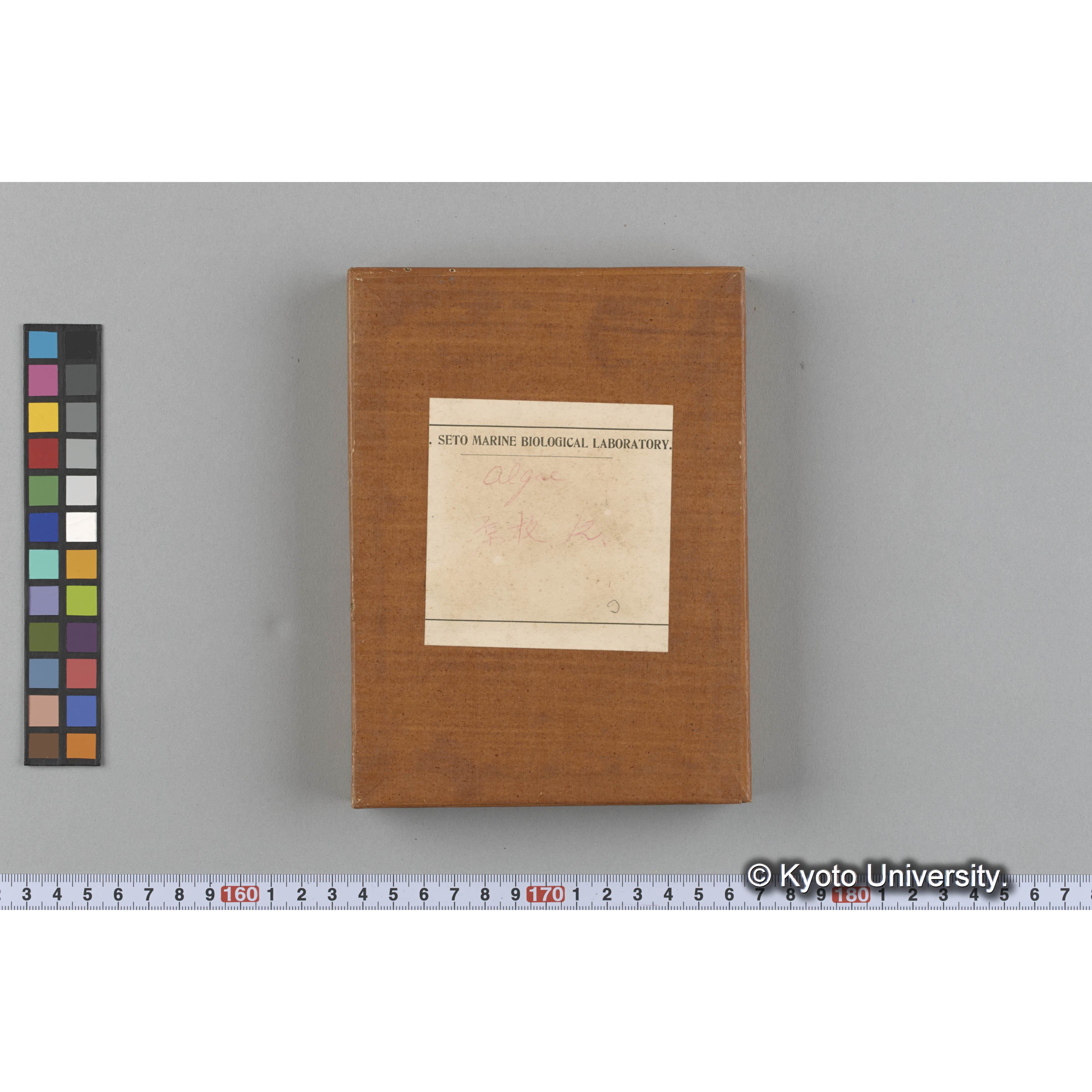 [ガラス乾板収納箱4.]algae 原板12 (1)