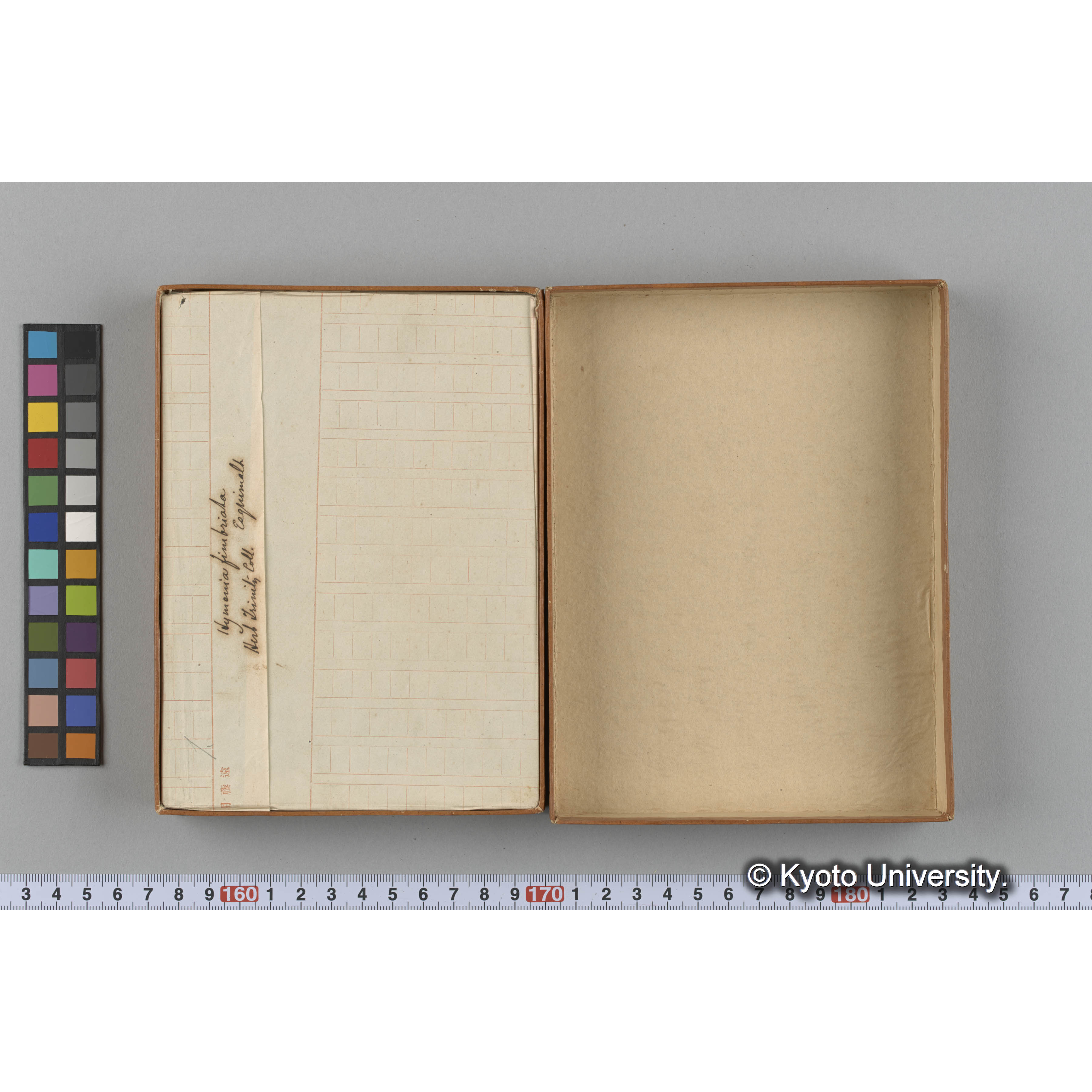 [ガラス乾板収納箱4.]algae 原板12 (2)