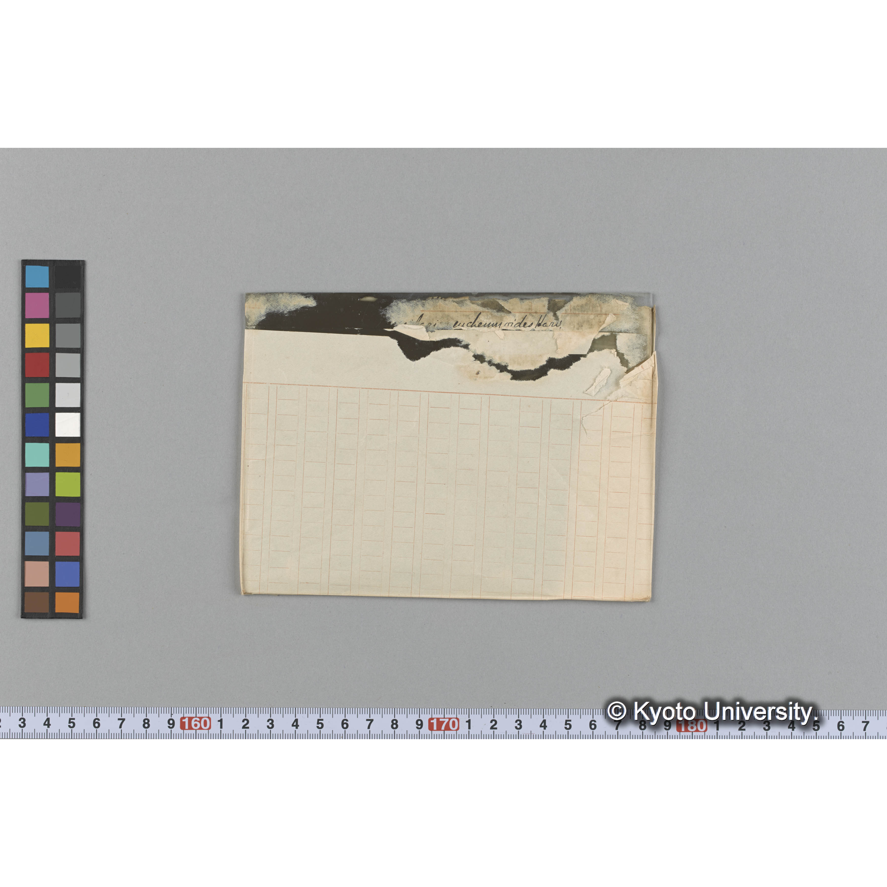 [Gracilaria] eucheumoides Harv. （写真帳番号 49） (1)