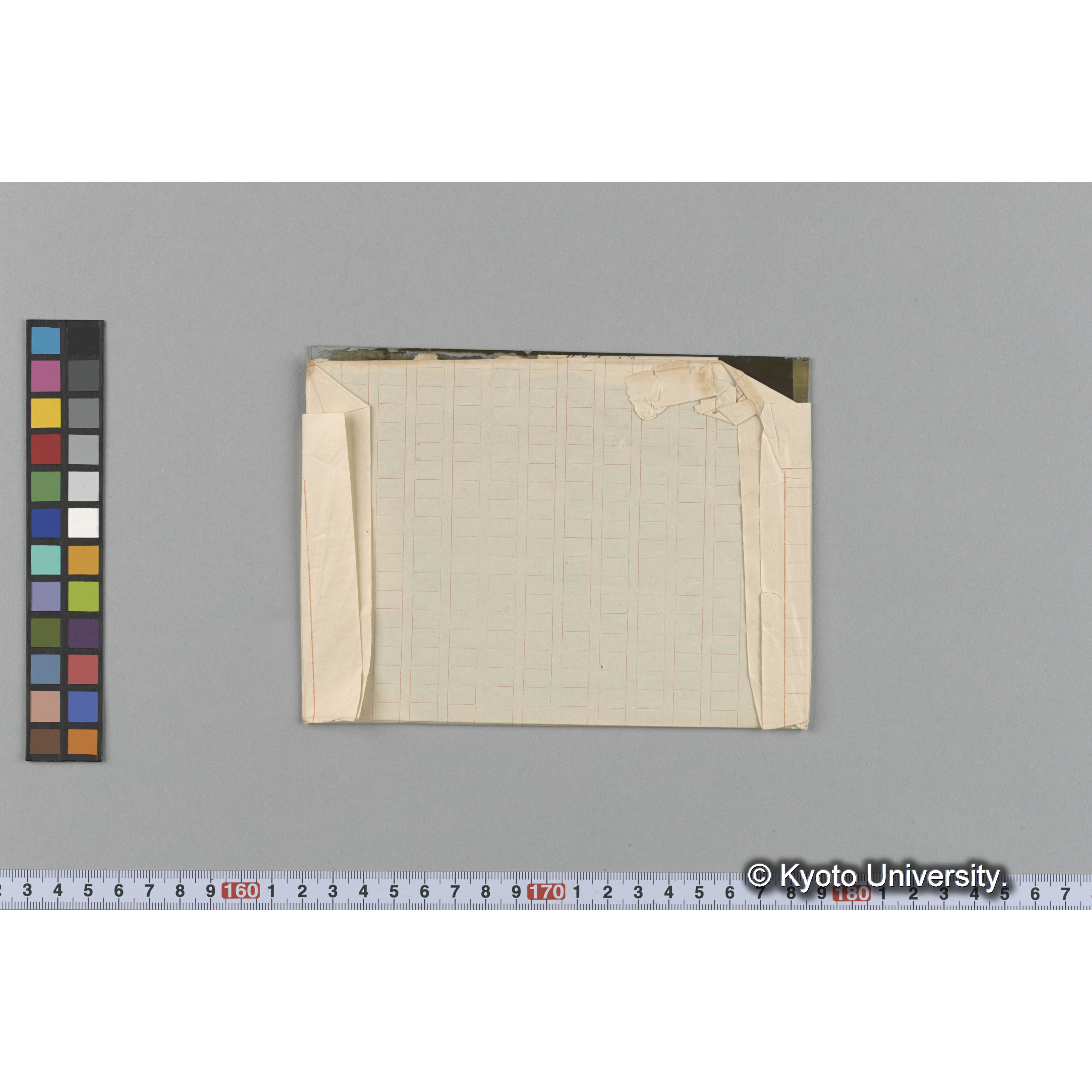 [Gracilaria] eucheumoides Harv. （写真帳番号 49） (2)