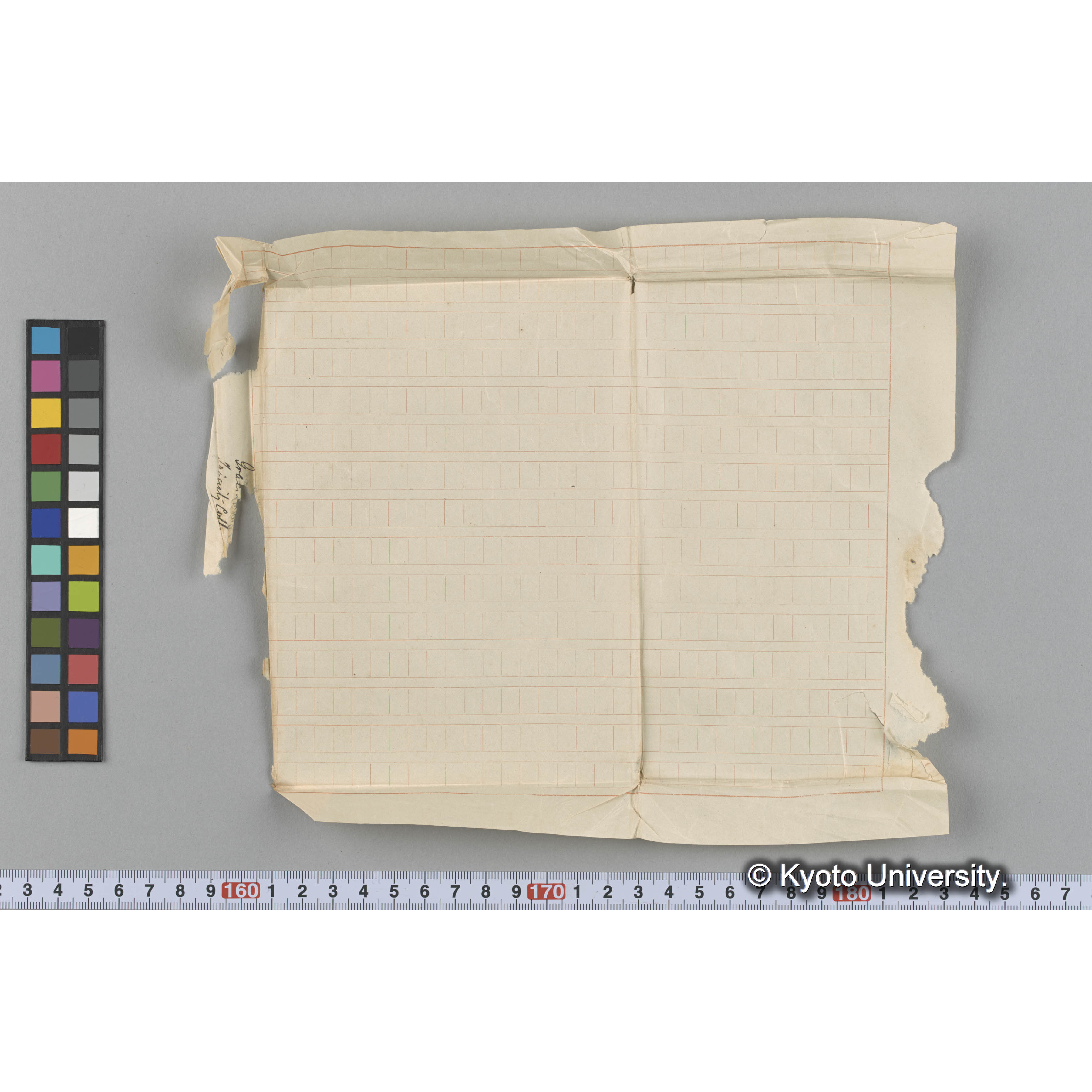 [Gracilaria] eucheumoides Harv. （写真帳番号 49） (3)