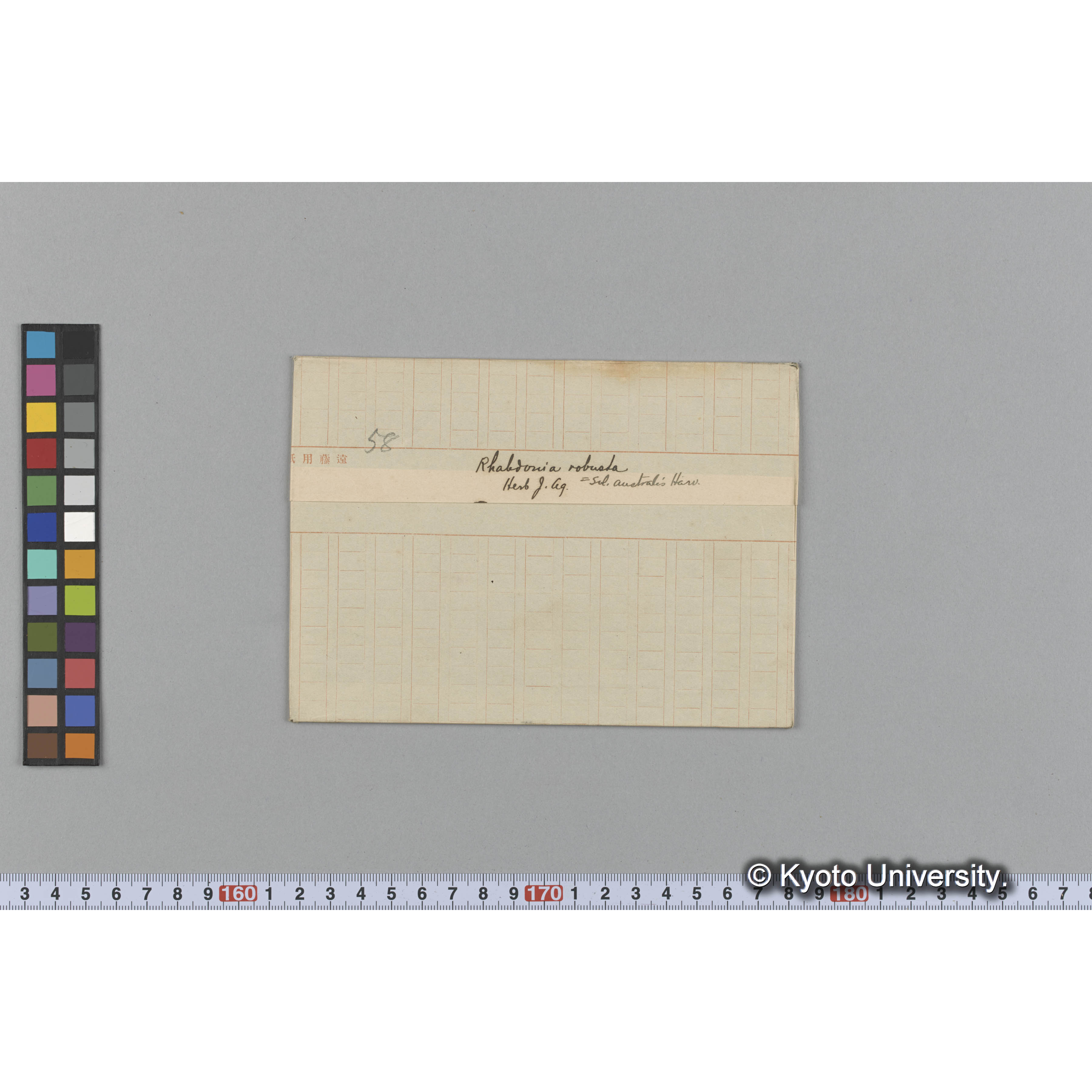 Rhabdonia robusta / = Sol. Austiralis Harv. /Herb. J. Ag. （写真帳番号 102） (1)