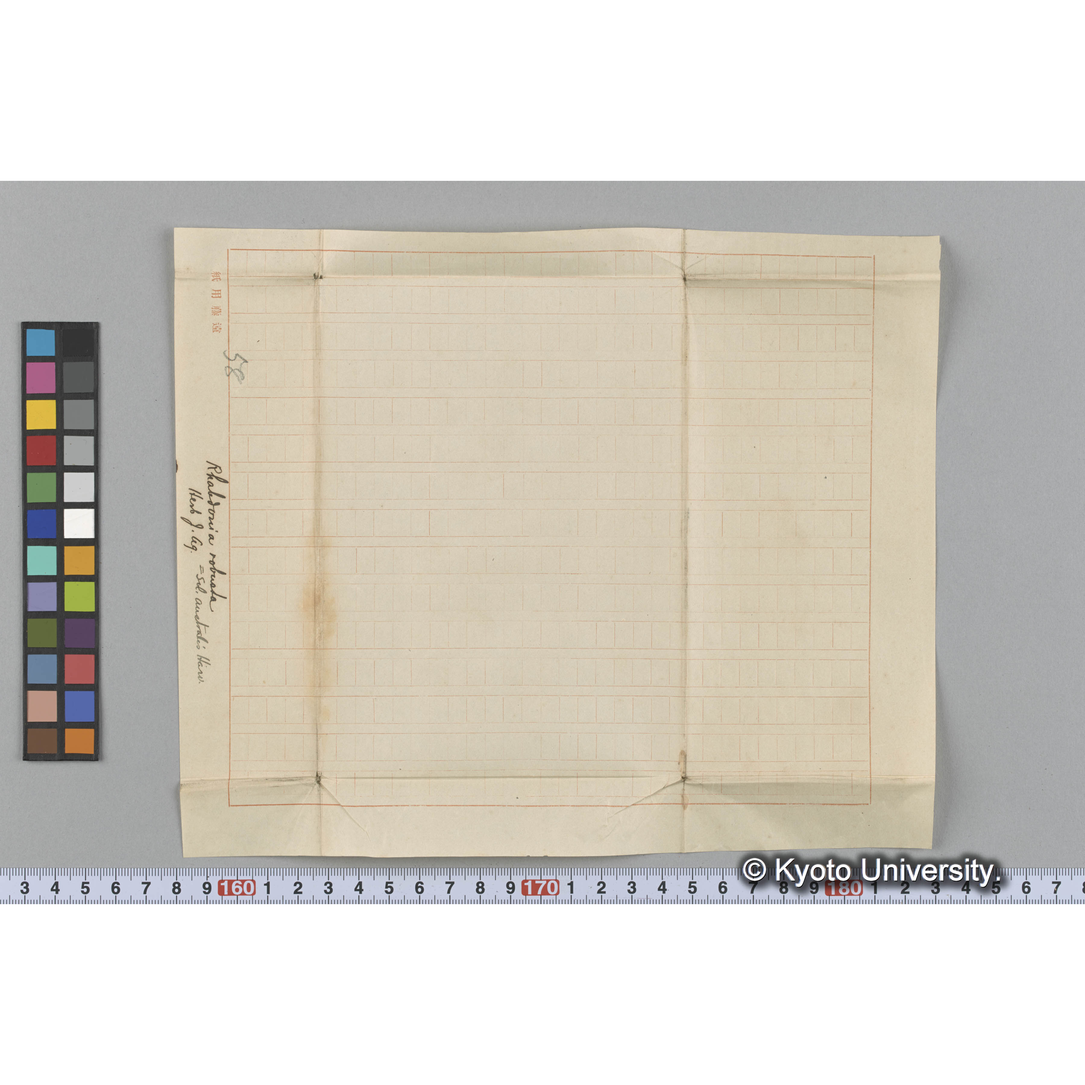 Rhabdonia robusta / = Sol. Austiralis Harv. /Herb. J. Ag. （写真帳番号 102） (3)