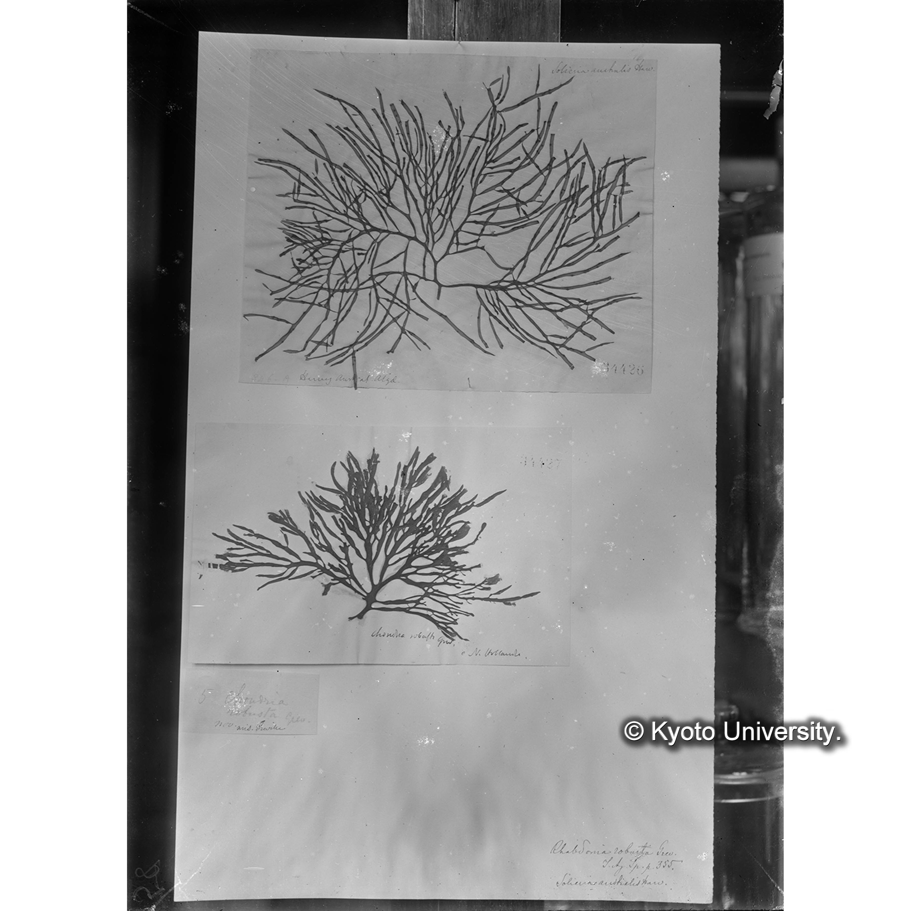 Rhabdonia robusta / = Sol. Austiralis Harv. /Herb. J. Ag. （写真帳番号 102） (4)
