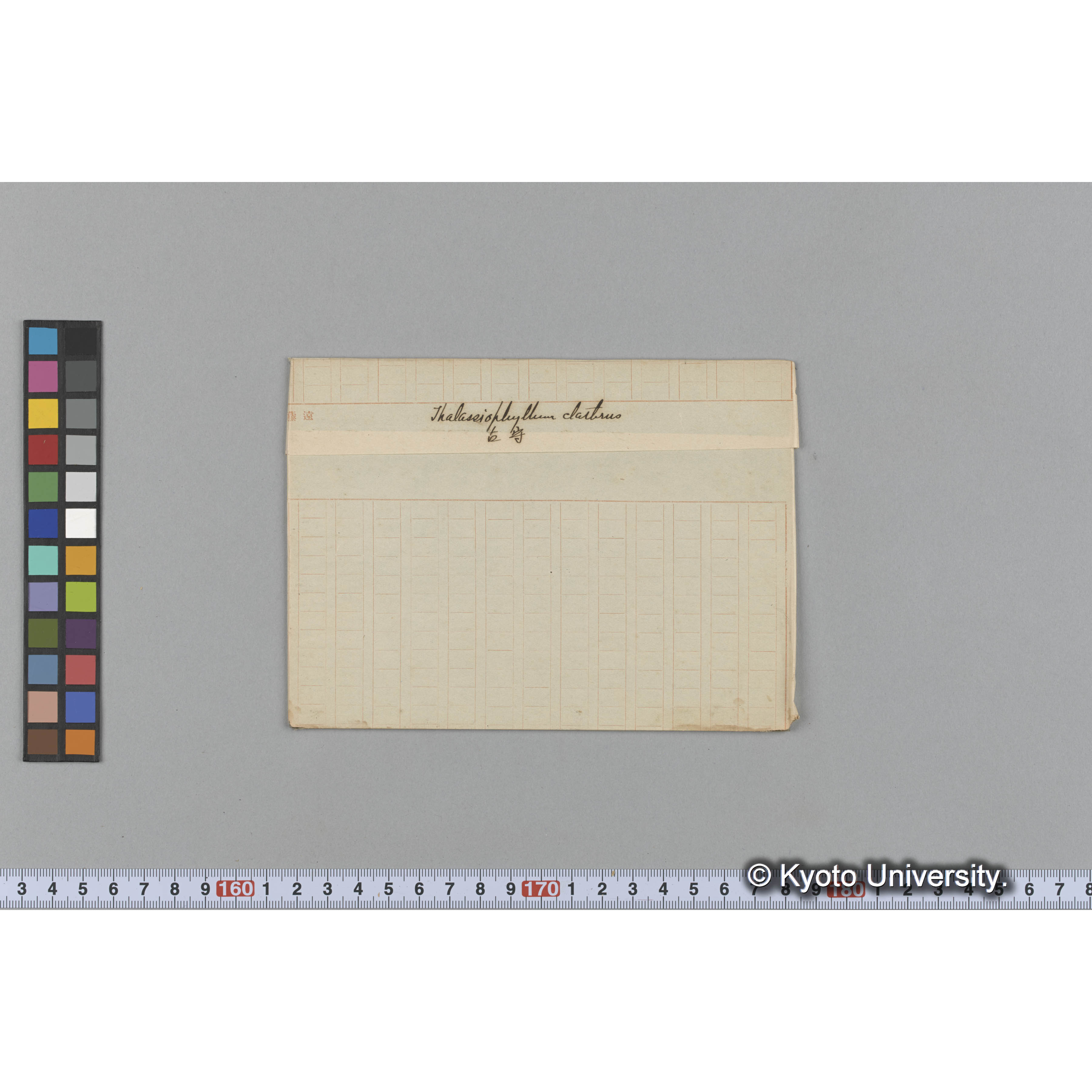 Thalassiophyllum clathrus / 占守 (1)