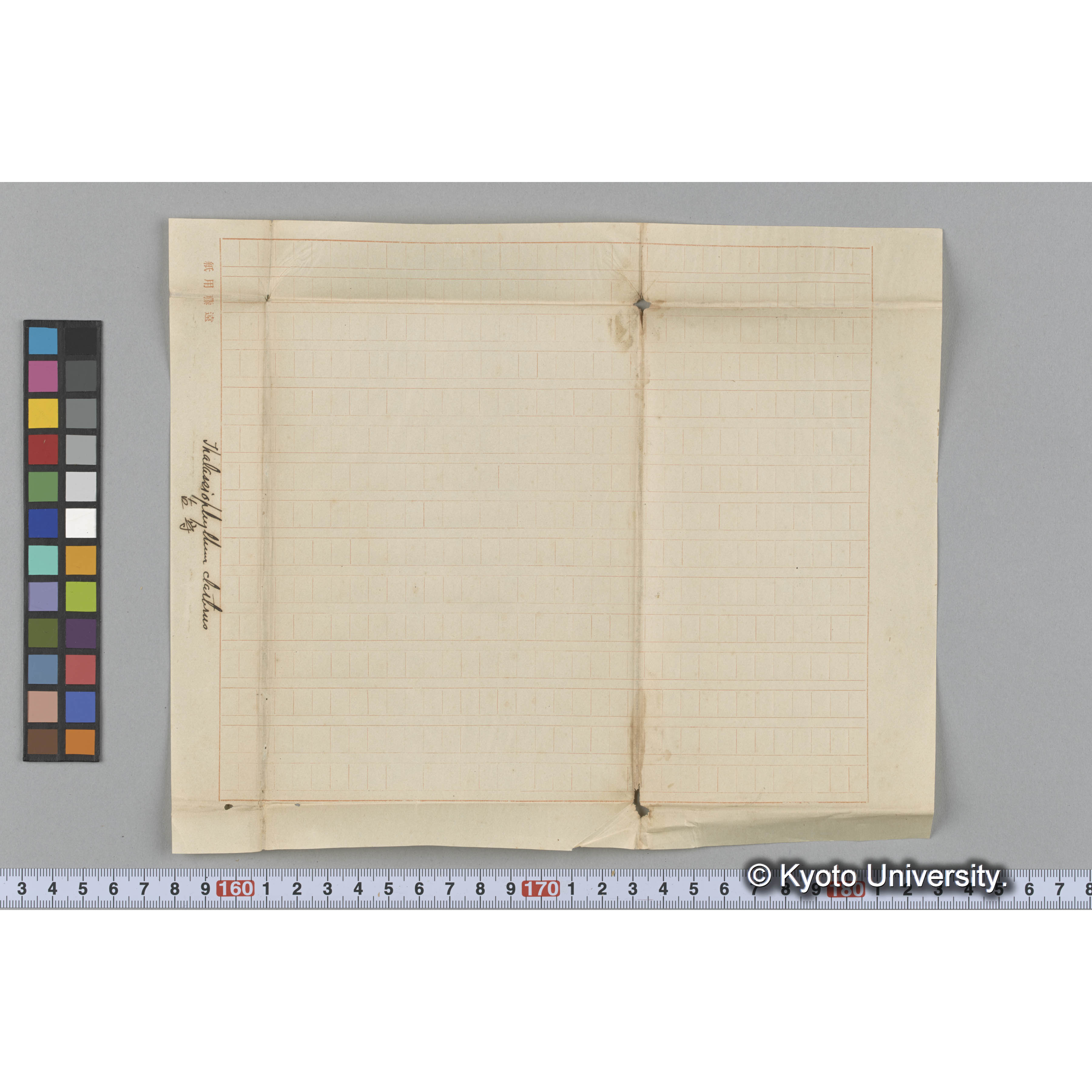 Thalassiophyllum clathrus / 占守 (3)